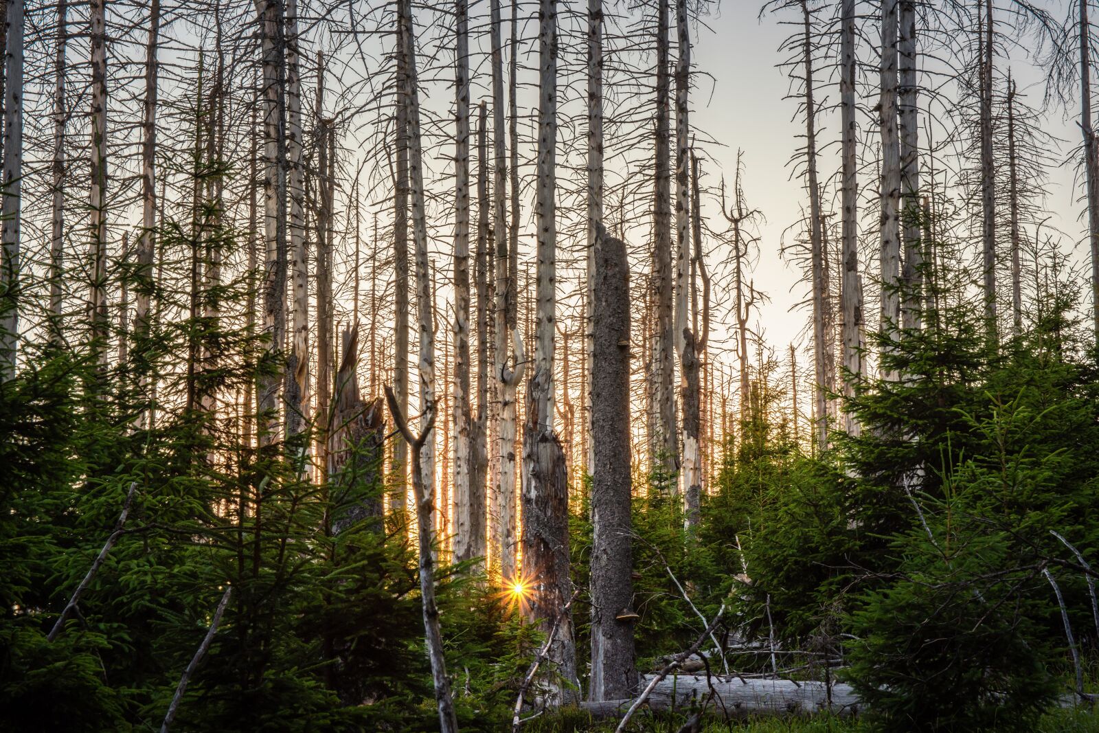 Nikon D7200 sample photo. Forest, dead plant, totwald photography