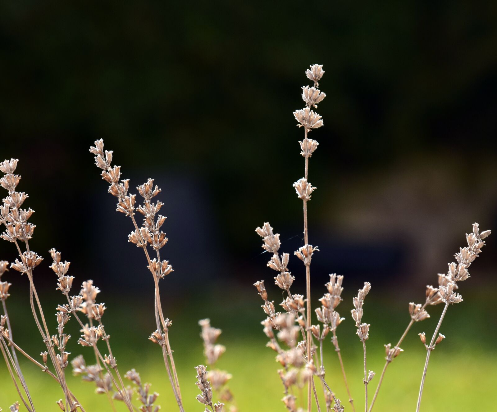 Nikon D3300 sample photo. Lavender, arid, faded photography