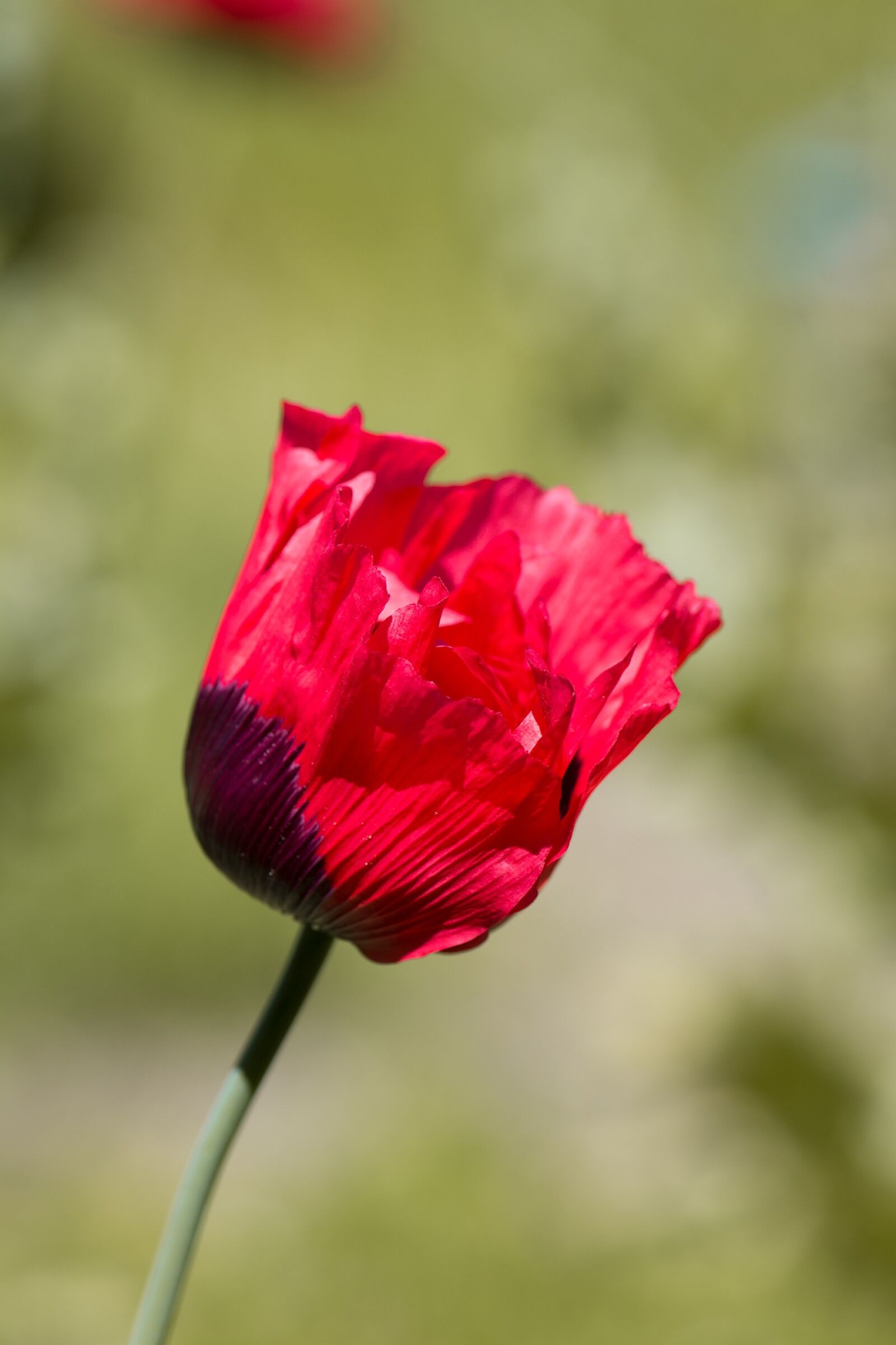 Nikon D7100 sample photo. Poppy, red, red poppy photography
