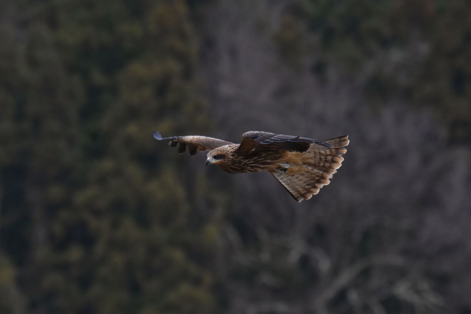 Nikon D7200 sample photo. Animal, forest, bird photography