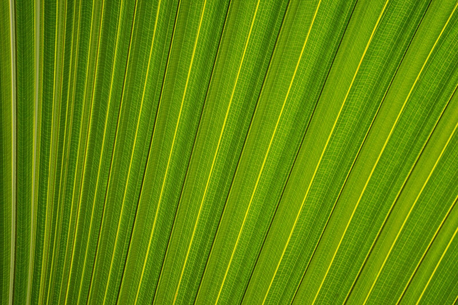 Sony a7 + Sony FE 24-240mm F3.5-6.3 OSS sample photo. Green, leaf, pattern photography
