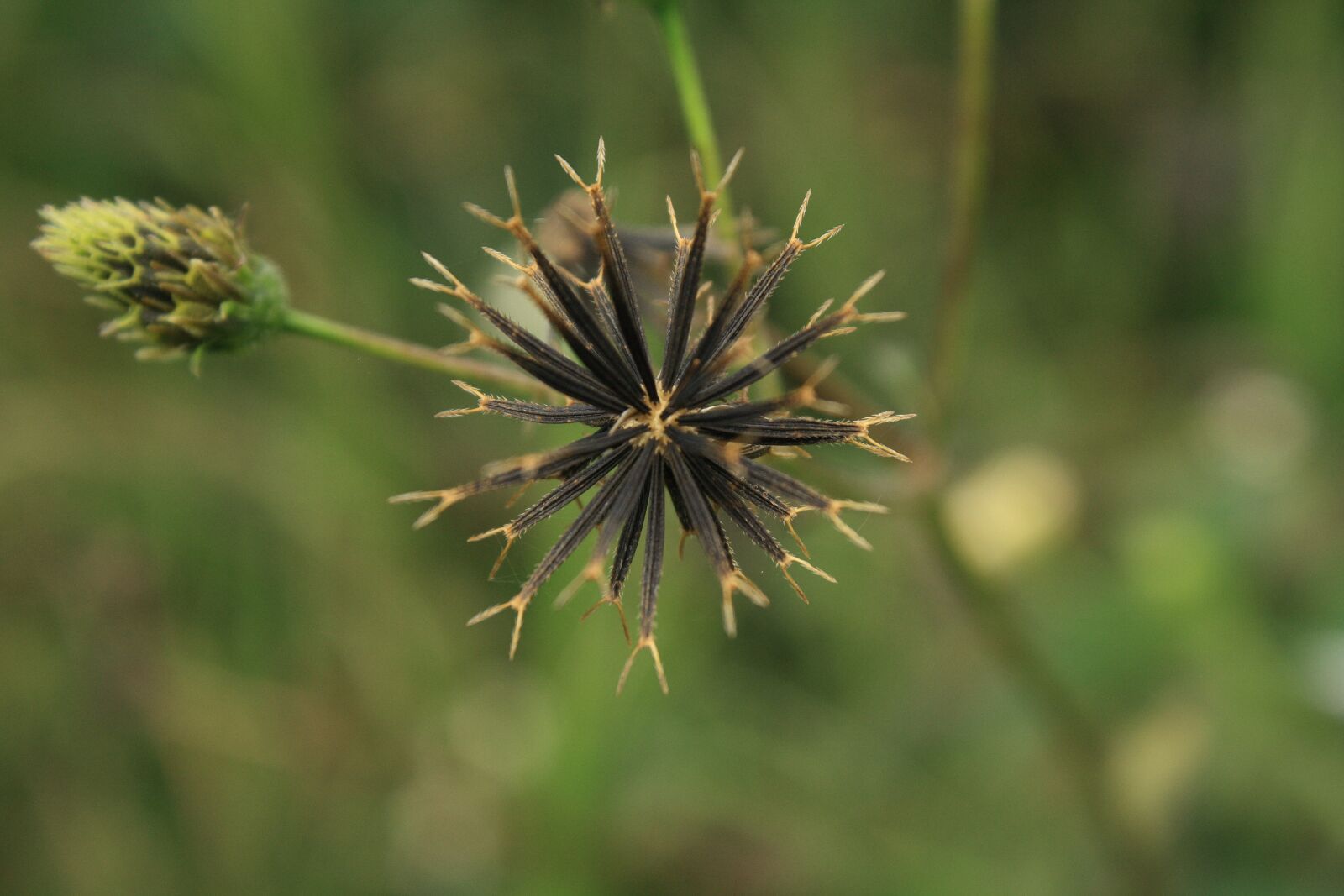 Canon EOS 1000D (EOS Digital Rebel XS / EOS Kiss F) sample photo. Black jack, flower, green photography