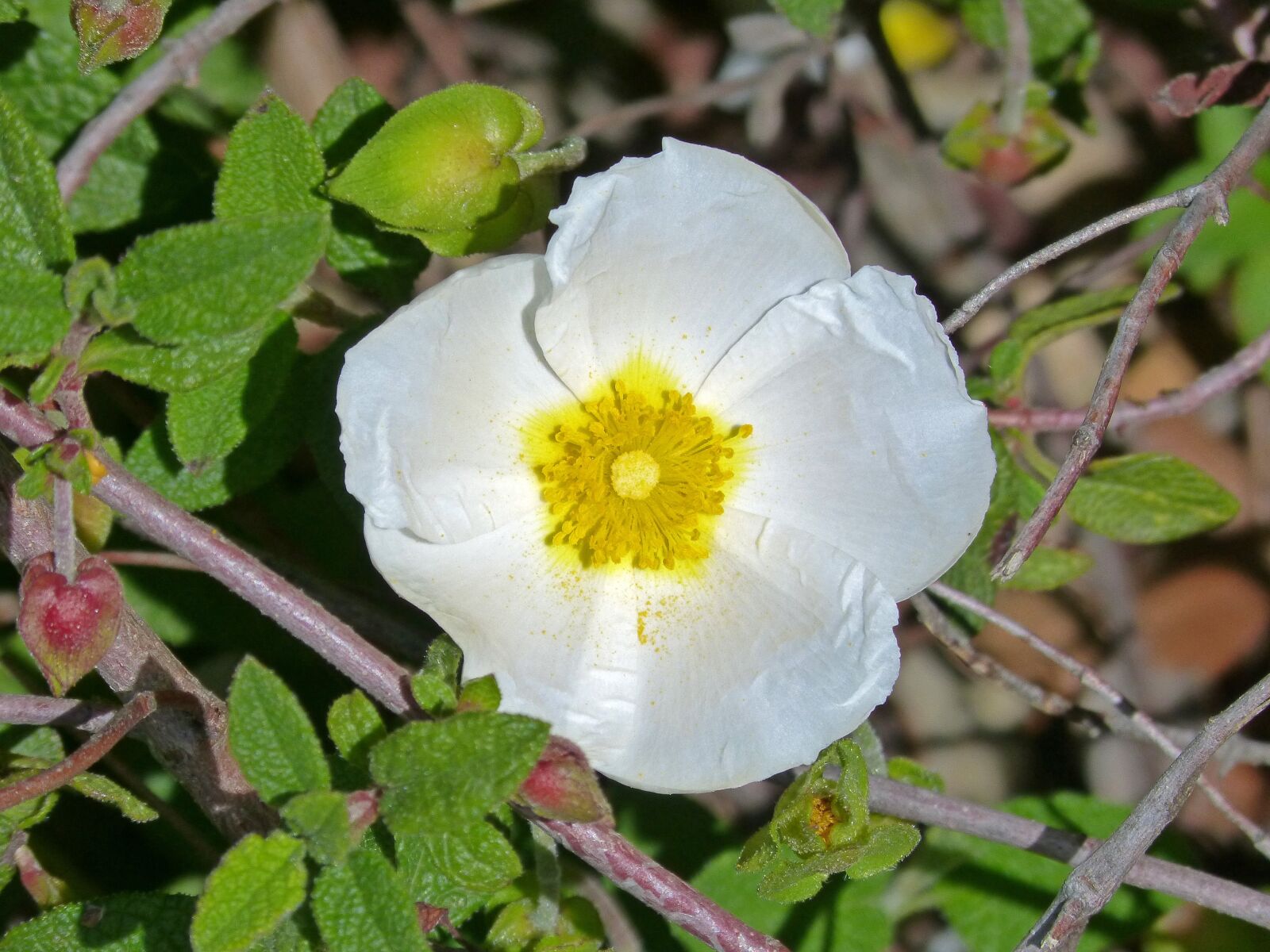 Panasonic DMC-FZ62 sample photo. Moorish cistus, black steppe photography