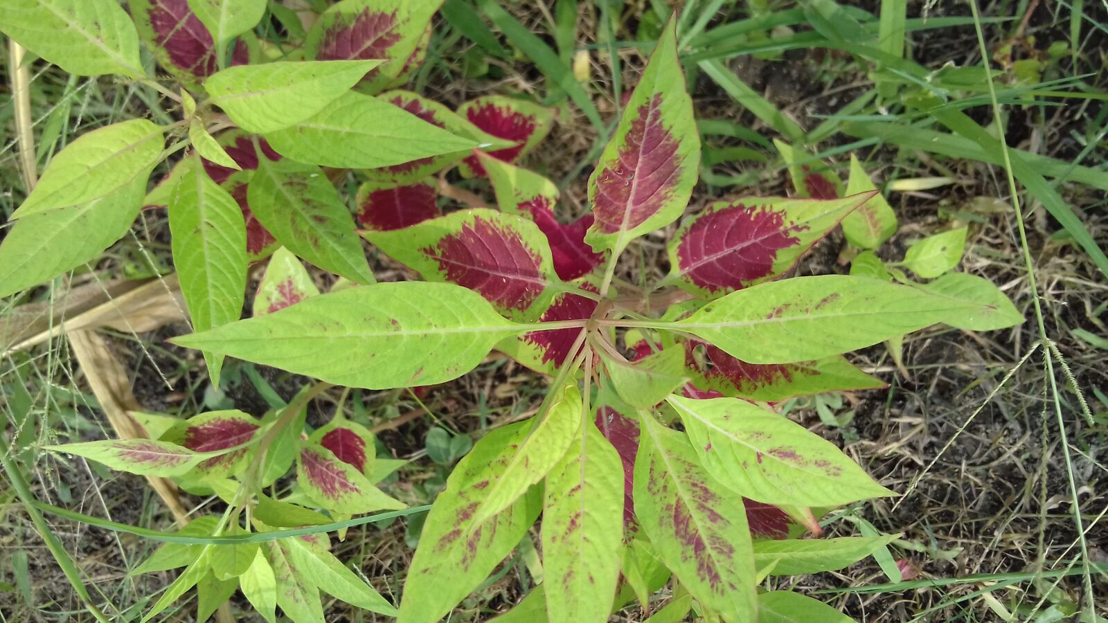 Samsung Galaxy J3(2016) sample photo. Red leaf plant, plant photography
