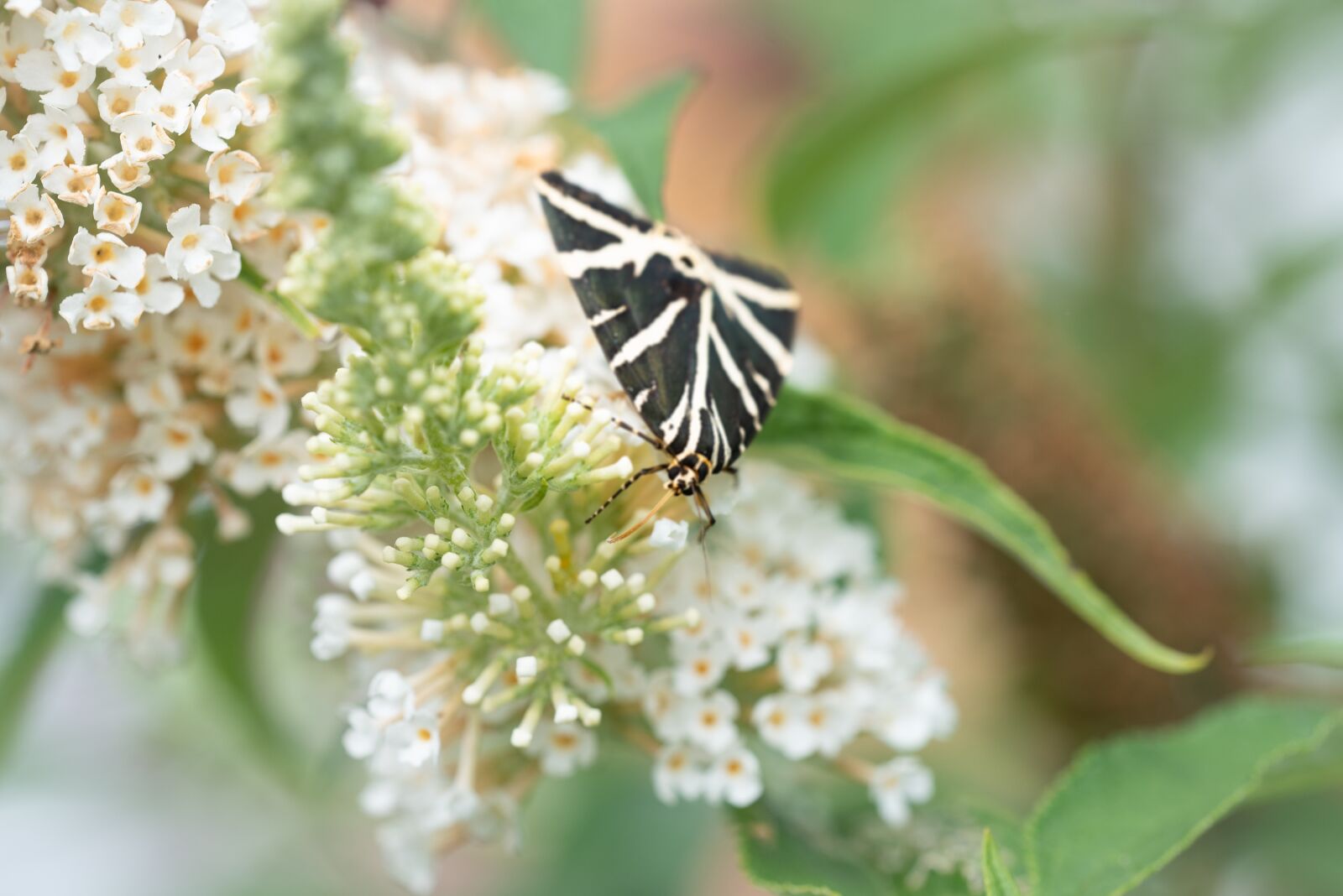 Nikon D750 sample photo. Butterfly, black and white photography