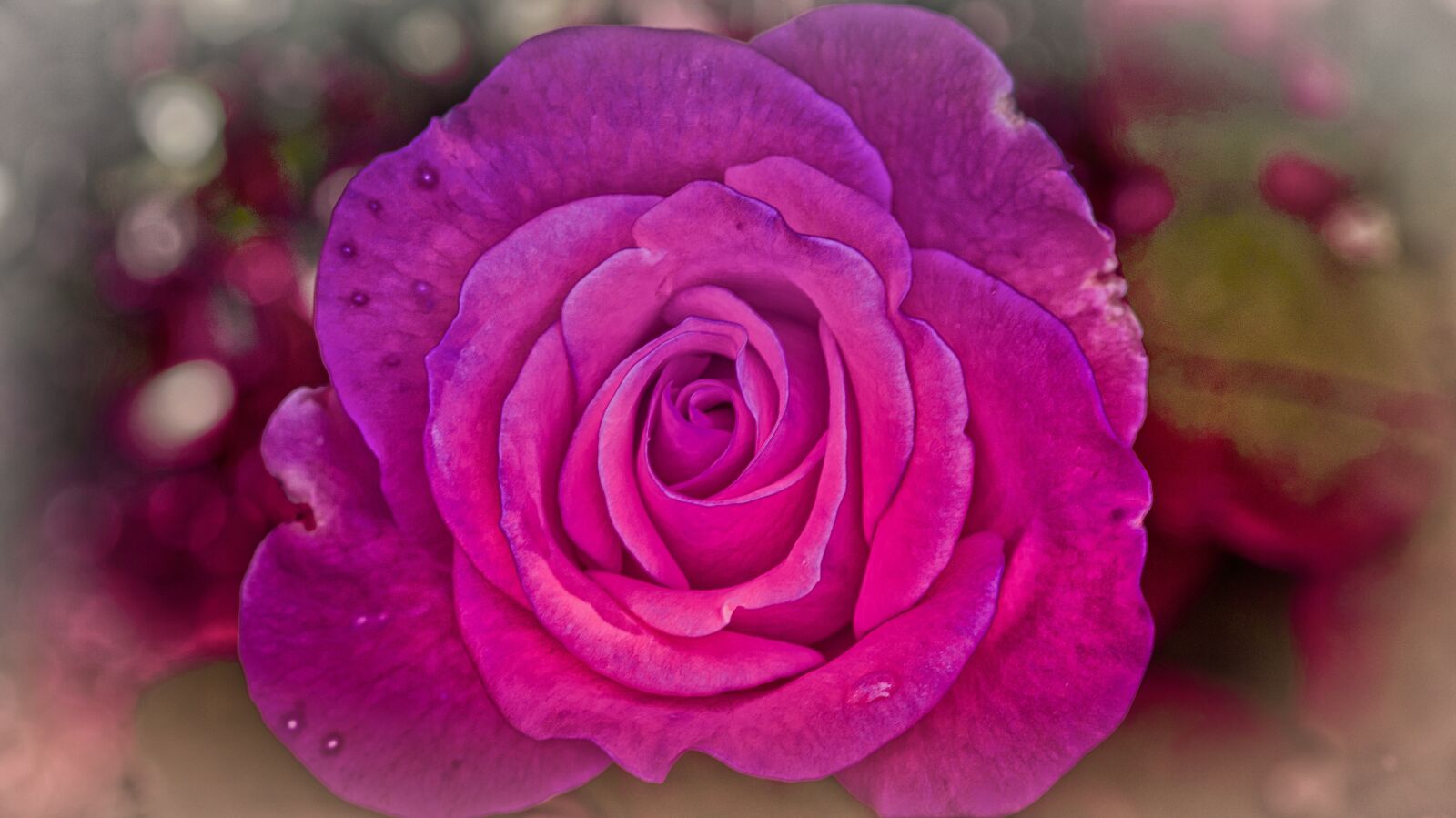 Canon EOS 200D (EOS Rebel SL2 / EOS Kiss X9) sample photo. Rose, greeting card, violet photography