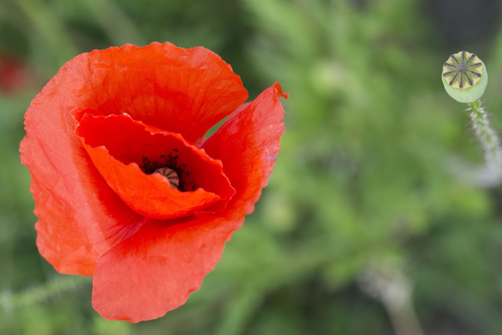 Nikon D5200 sample photo. Poppy, red, rose photography