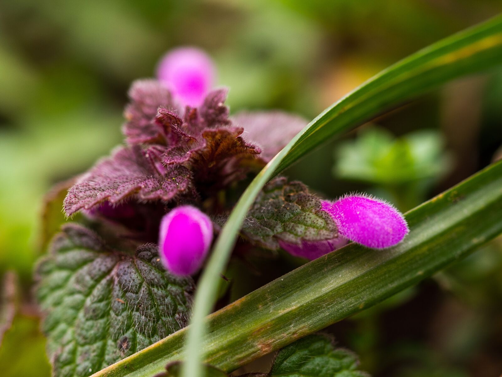 Olympus OM-D E-M10 III sample photo. Plant, bud, flower photography