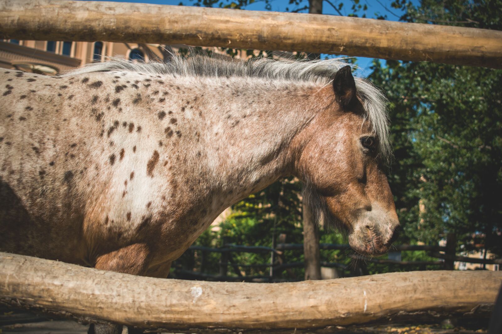 Nikon D5300 sample photo. Pony, animals, nature photography