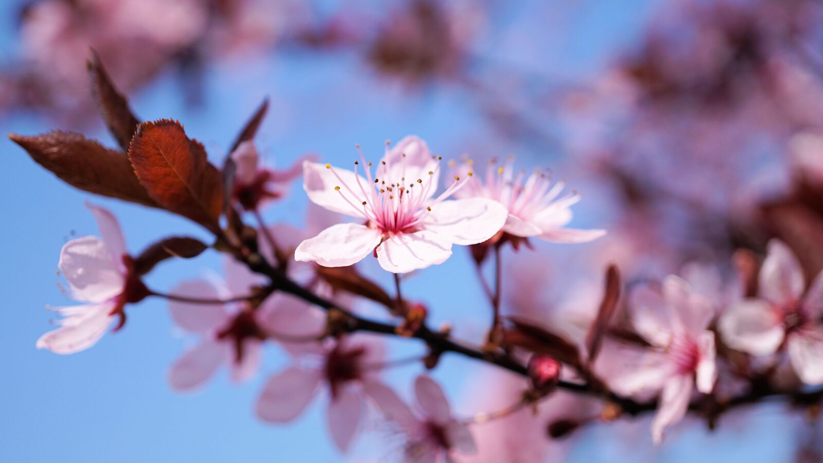 Sony E 30mm F3.5 Macro sample photo. Cherry blossom, cherry flower photography