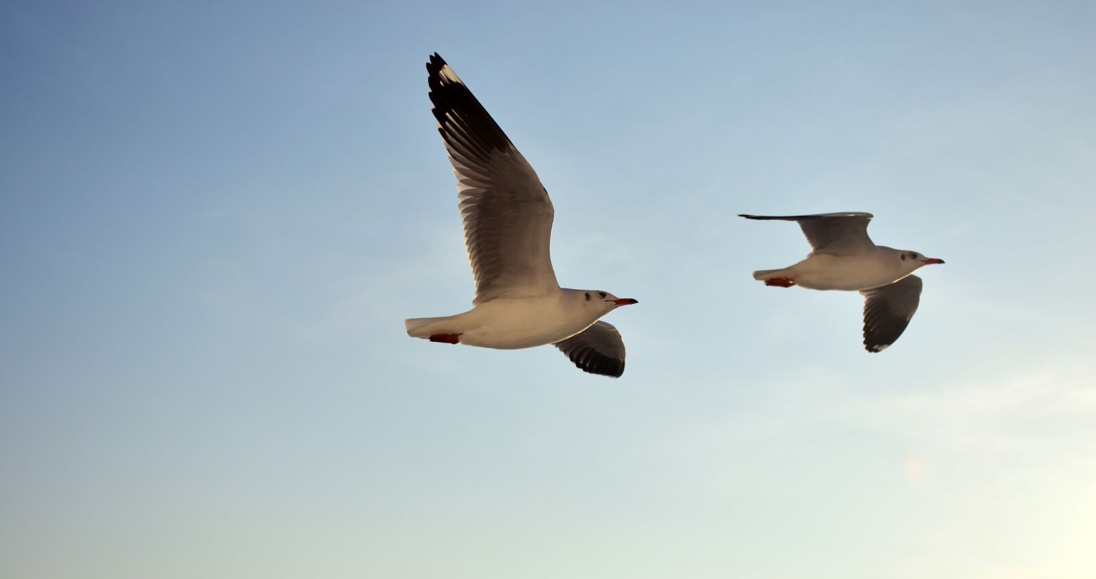 Nikon D3200 sample photo. Seagull, sky, flying photography