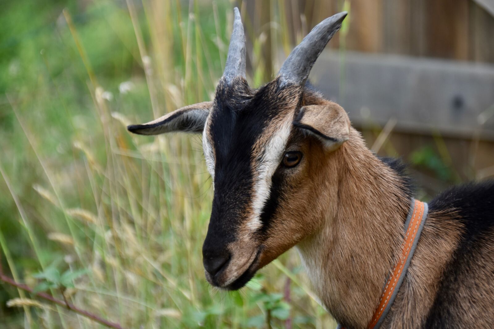 Nikon D5600 sample photo. Goat, goat horns, animal photography
