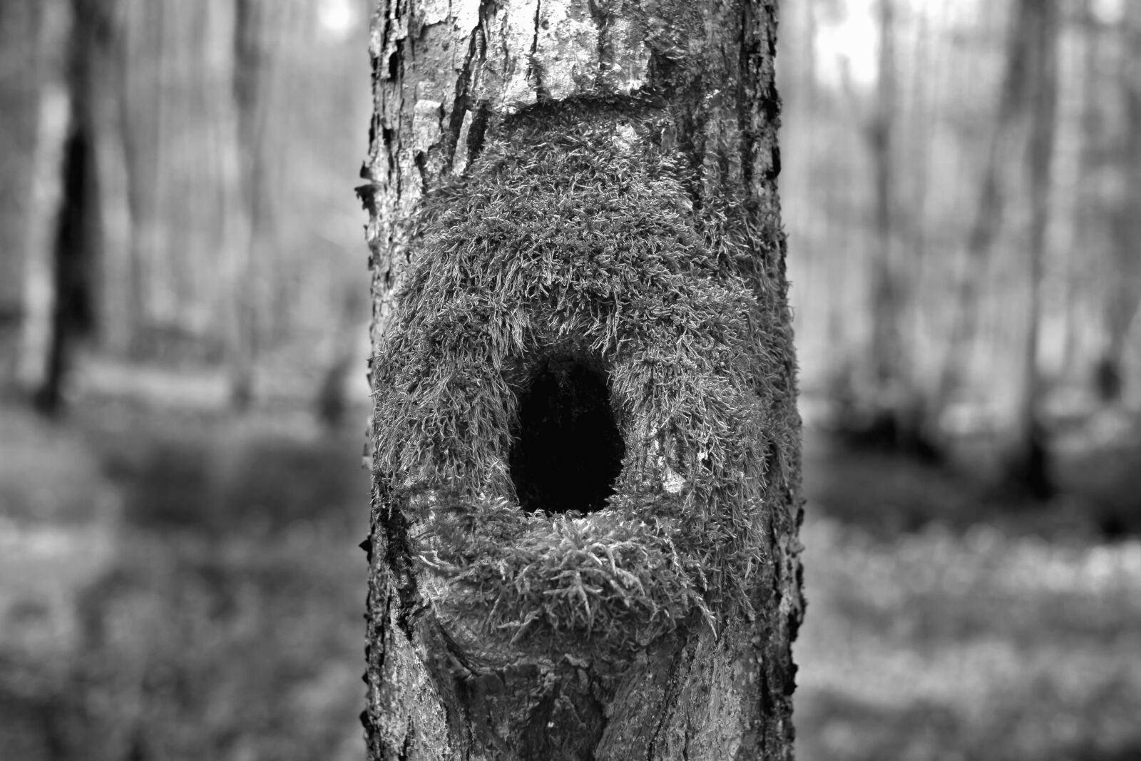 Fujifilm X-T1 + Fujifilm XF 35mm F1.4 R sample photo. Wood, bark, forest, nest photography