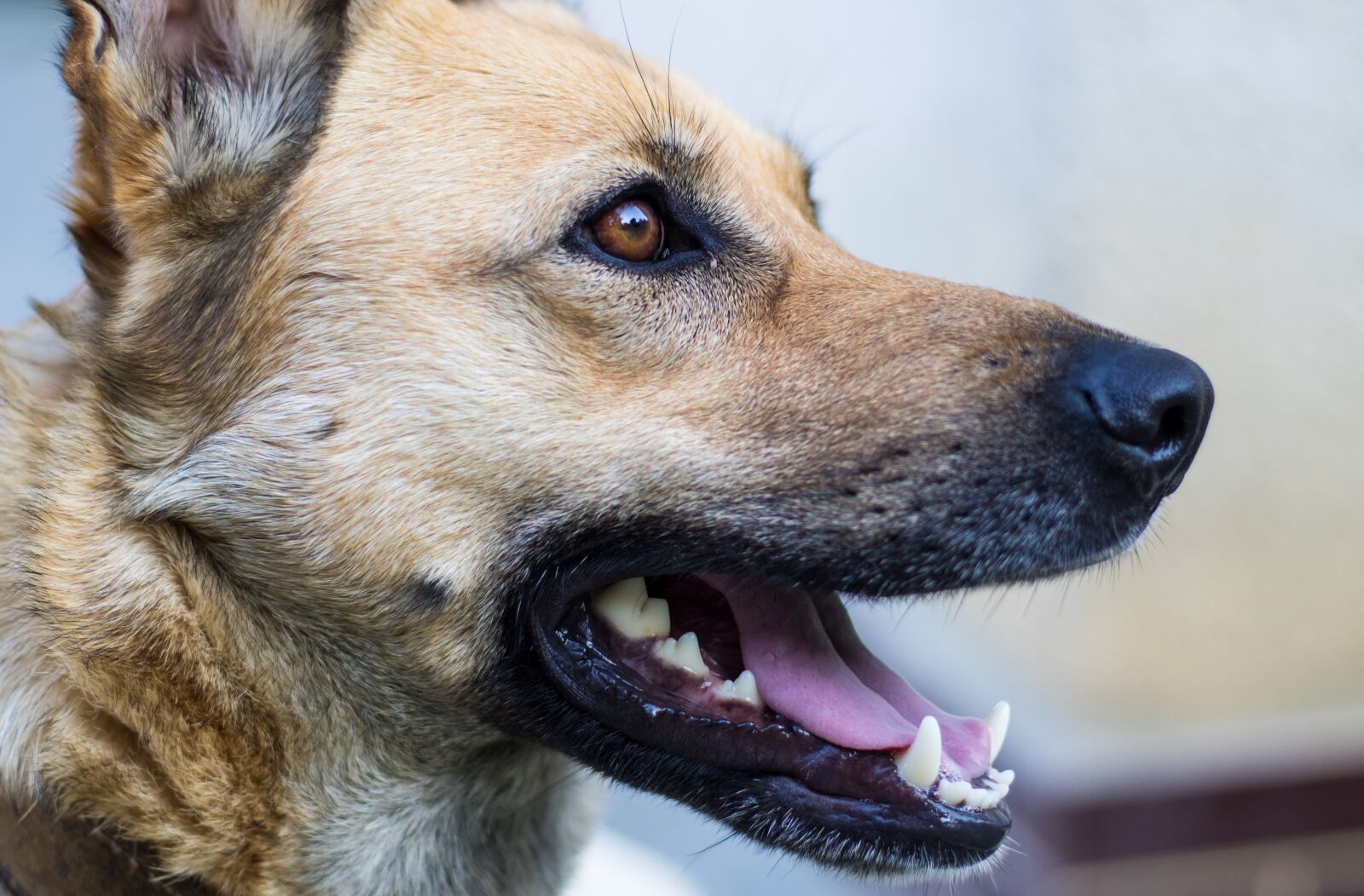 Canon EOS 7D Mark II sample photo. Dog, pet, watch photography