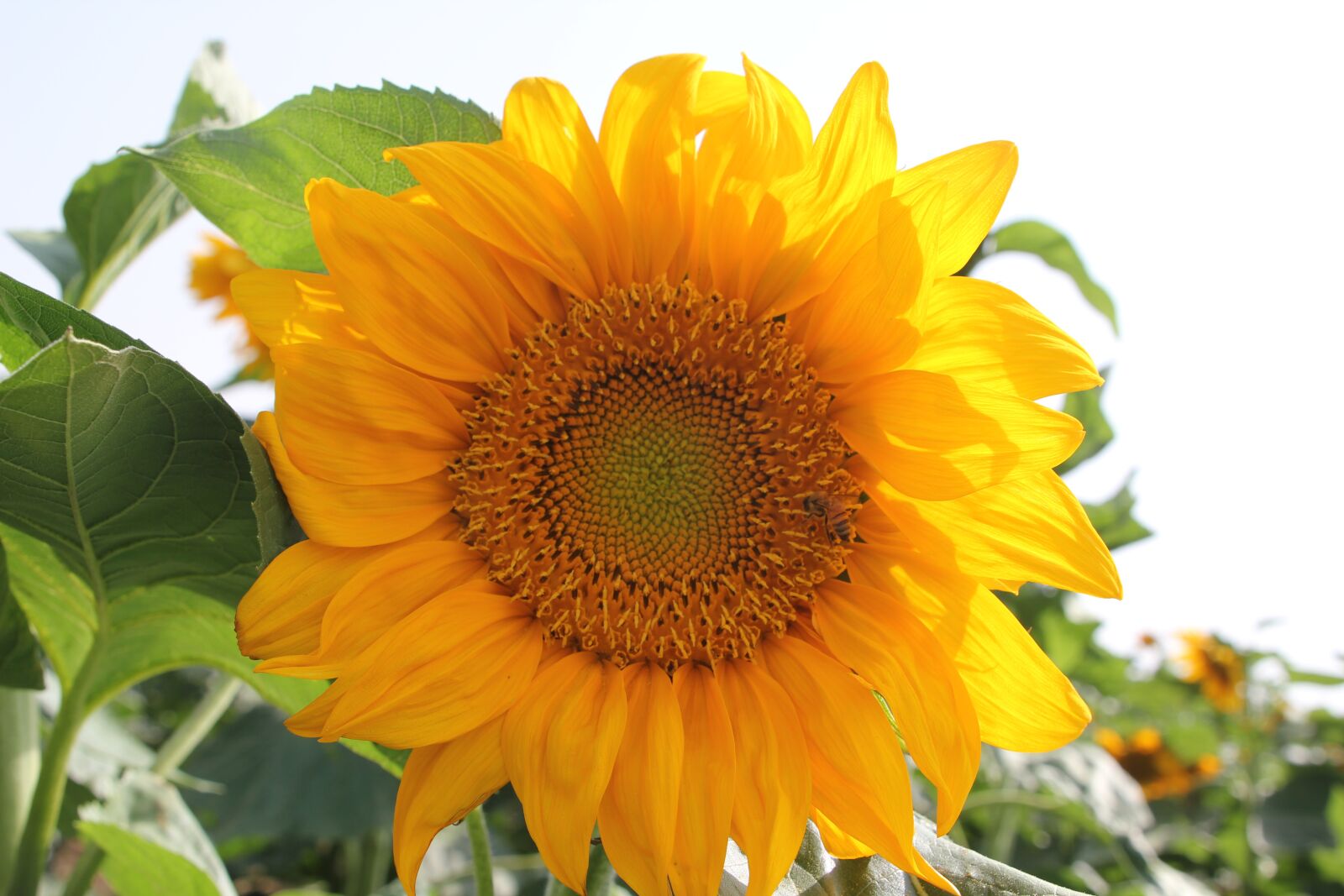 Canon EOS 550D (EOS Rebel T2i / EOS Kiss X4) sample photo. Sunflower, yellow, flower photography