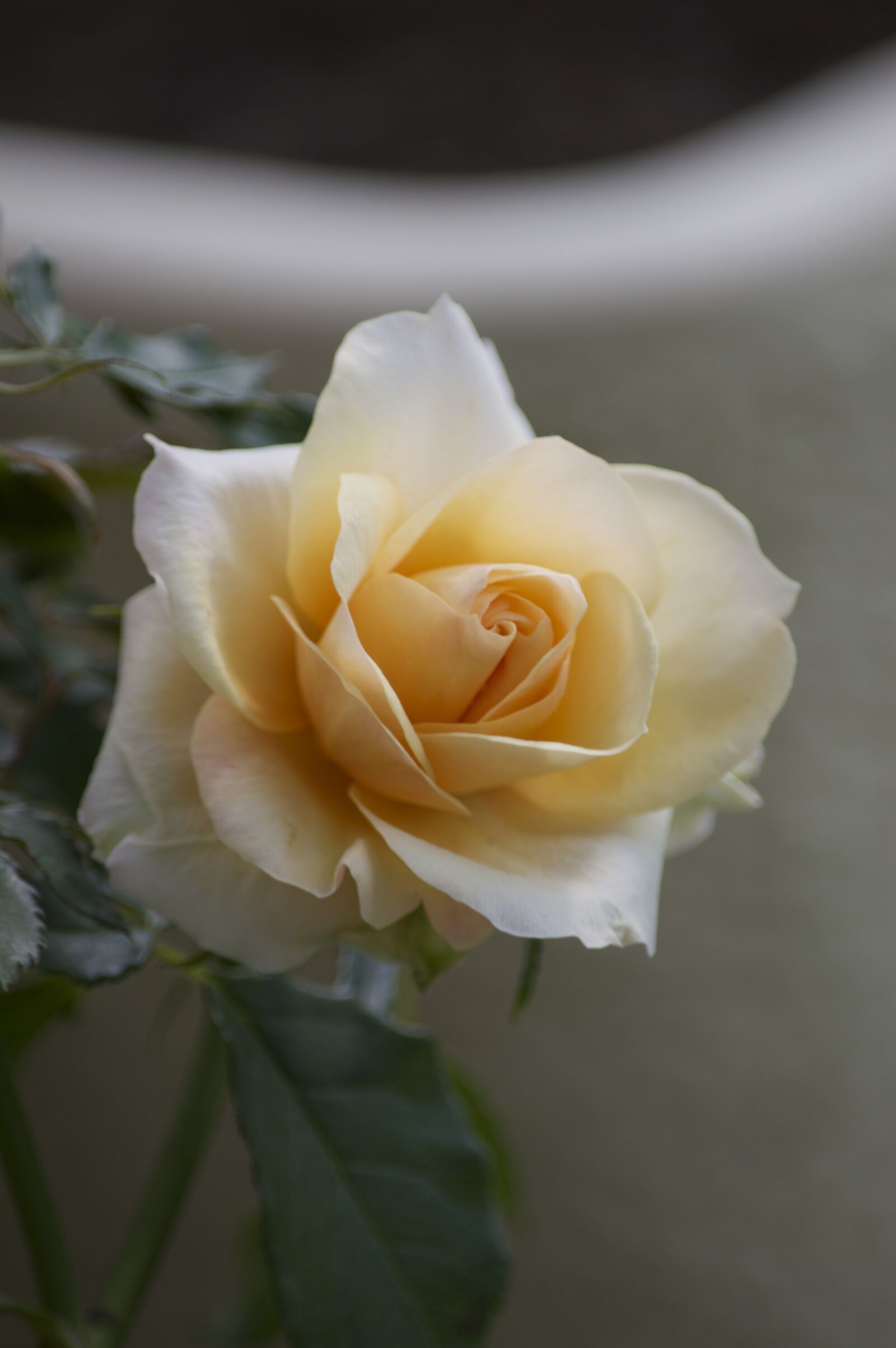 Nikon D3200 sample photo. Pink, white, petal photography