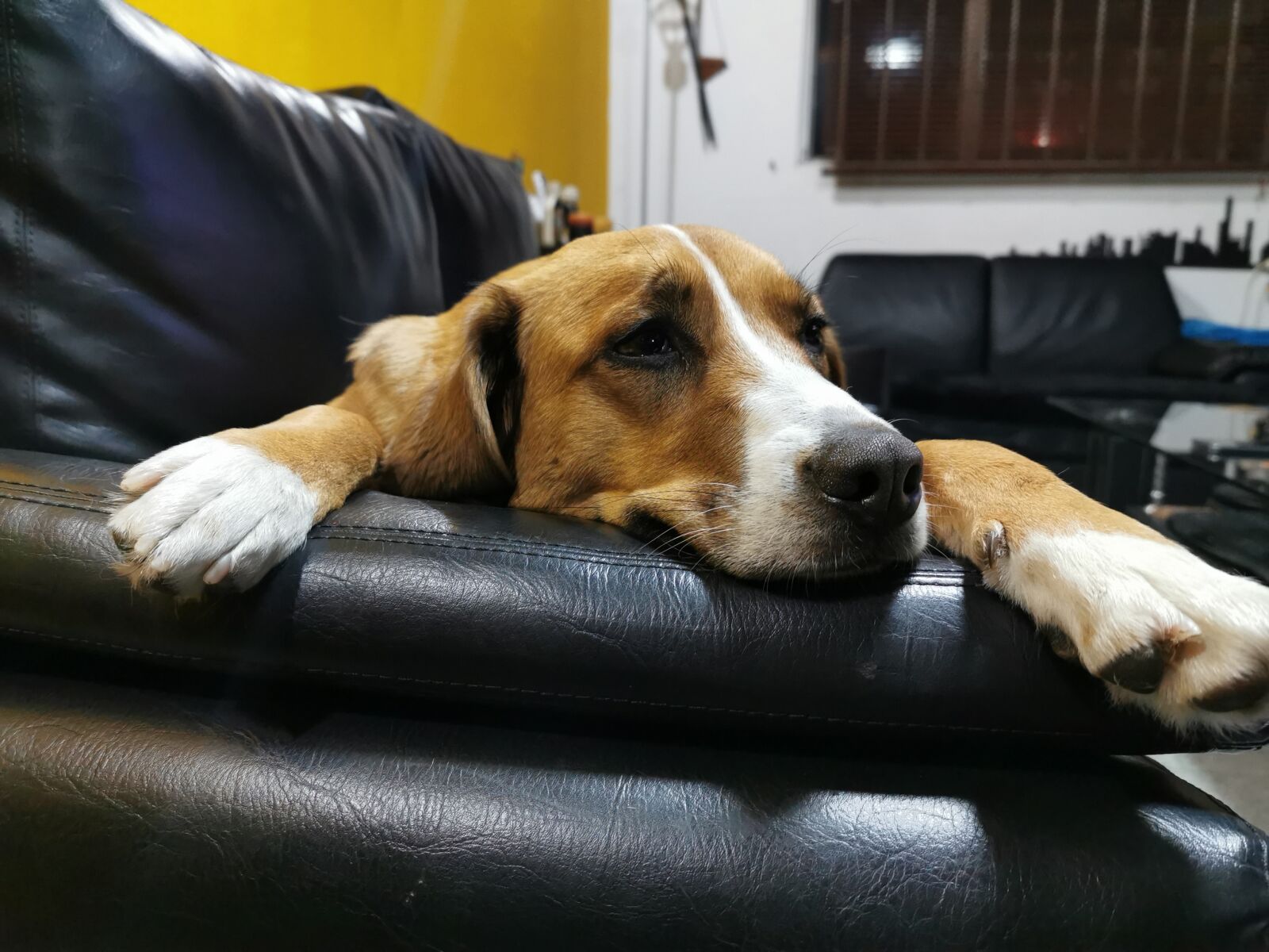 HUAWEI P30 Pro sample photo. Dog, relax, sleepdog photography
