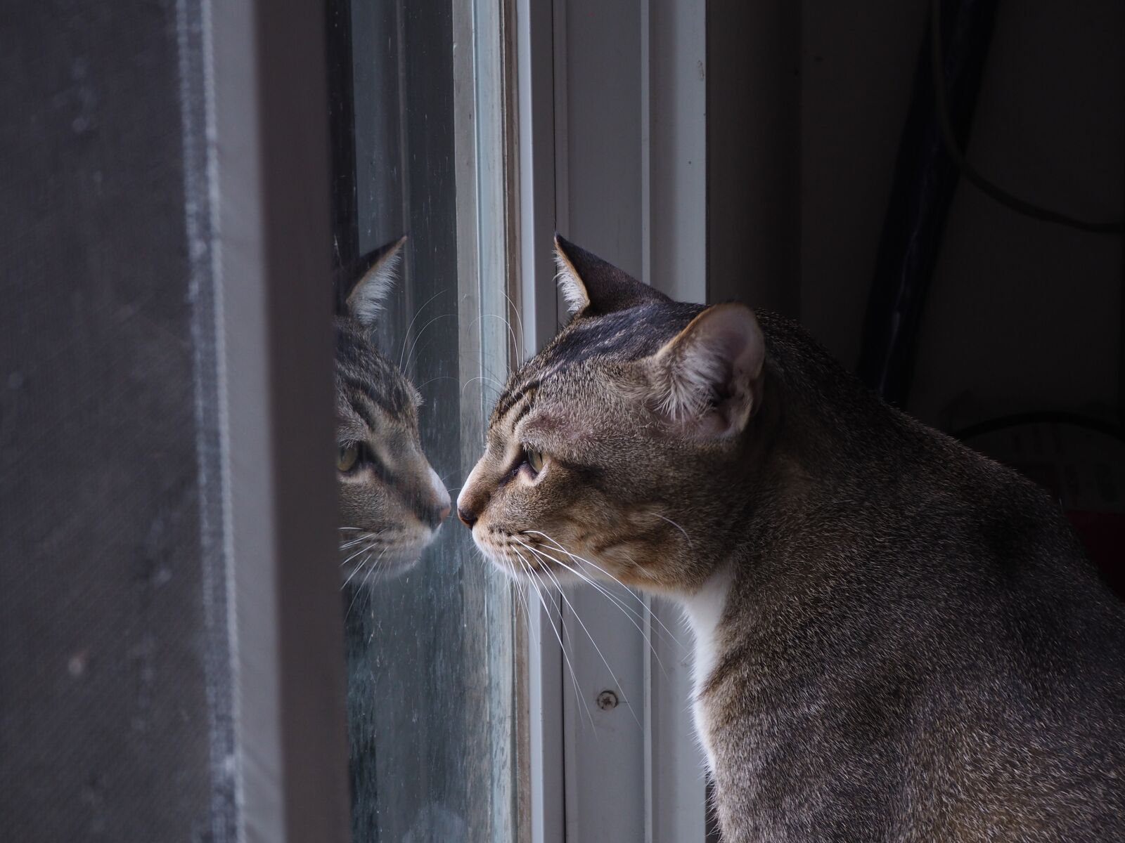 Olympus OM-D E-M10 II sample photo. Cat photography