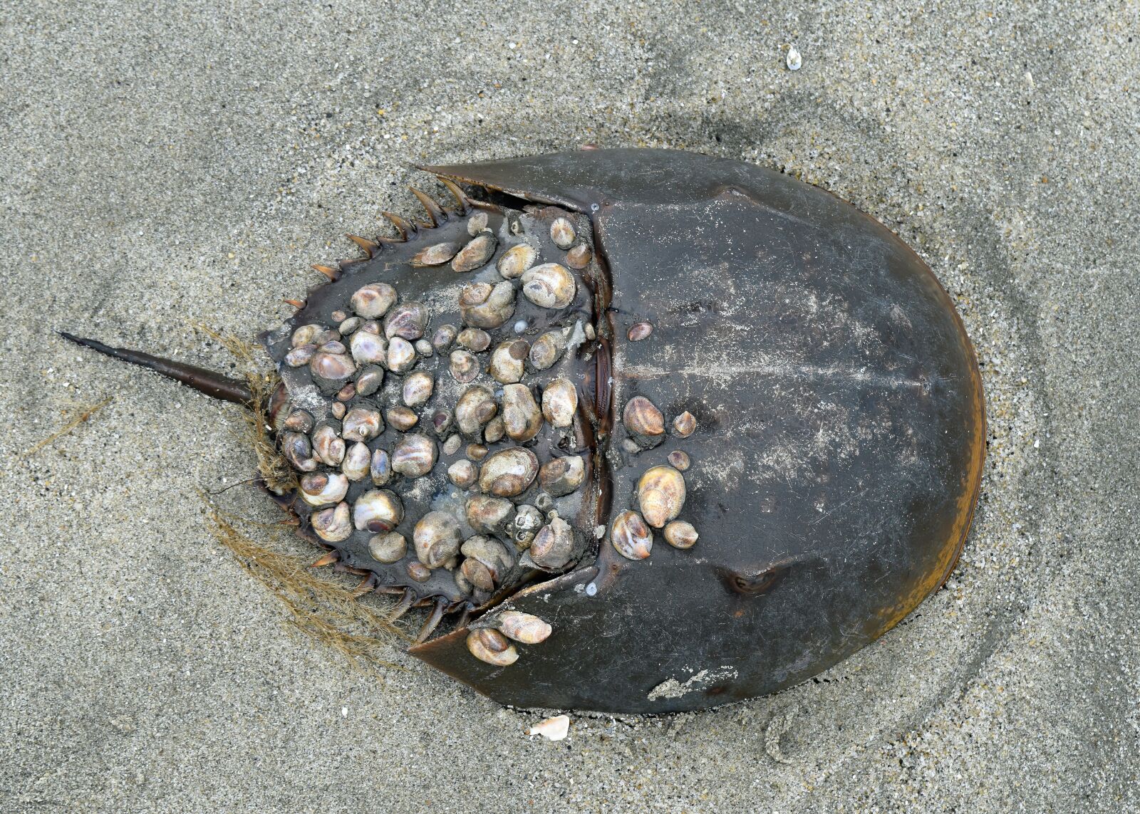 Nikon D3300 sample photo. Horseshoe, crab, marine photography
