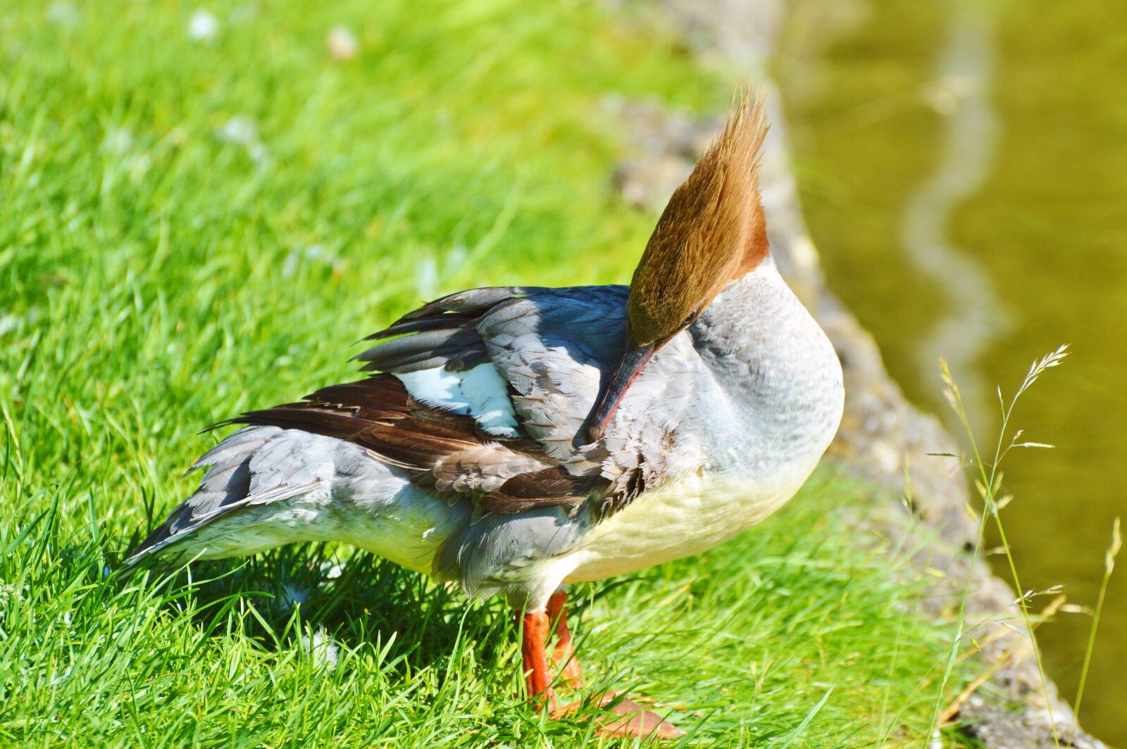 Nikon D3200 sample photo. Merganser, ducks, waterfowl photography