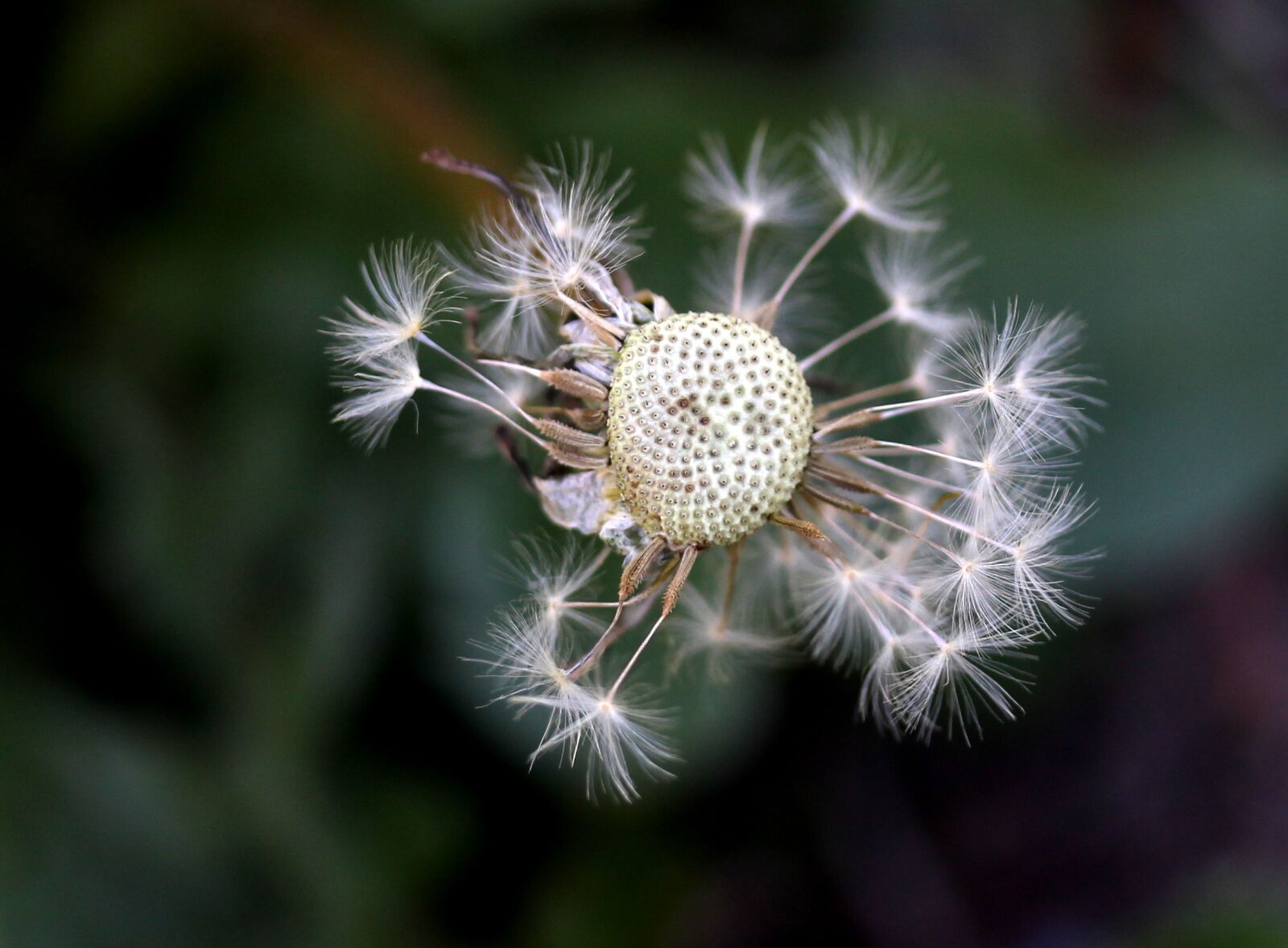 Canon EF-S 60mm F2.8 Macro USM sample photo. Dandelion, down, plant photography