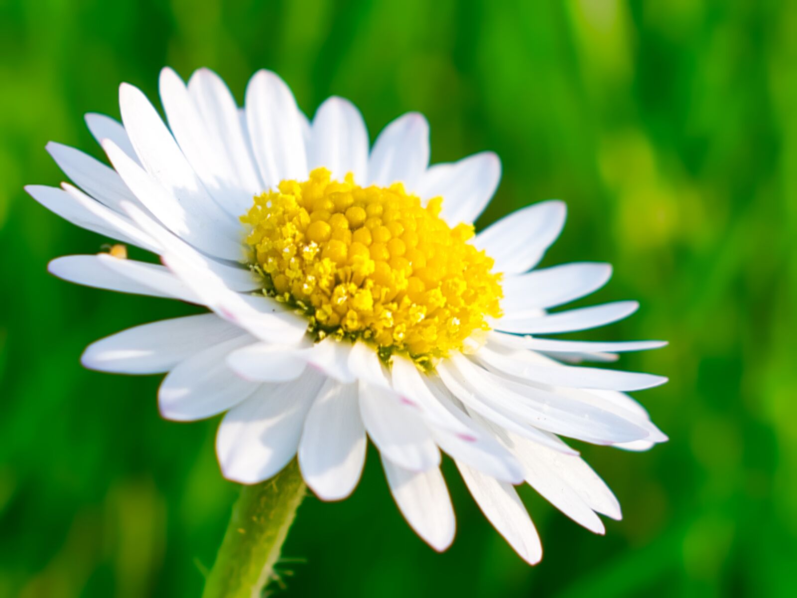 Nikon D3400 sample photo. Daisy, single, flower photography