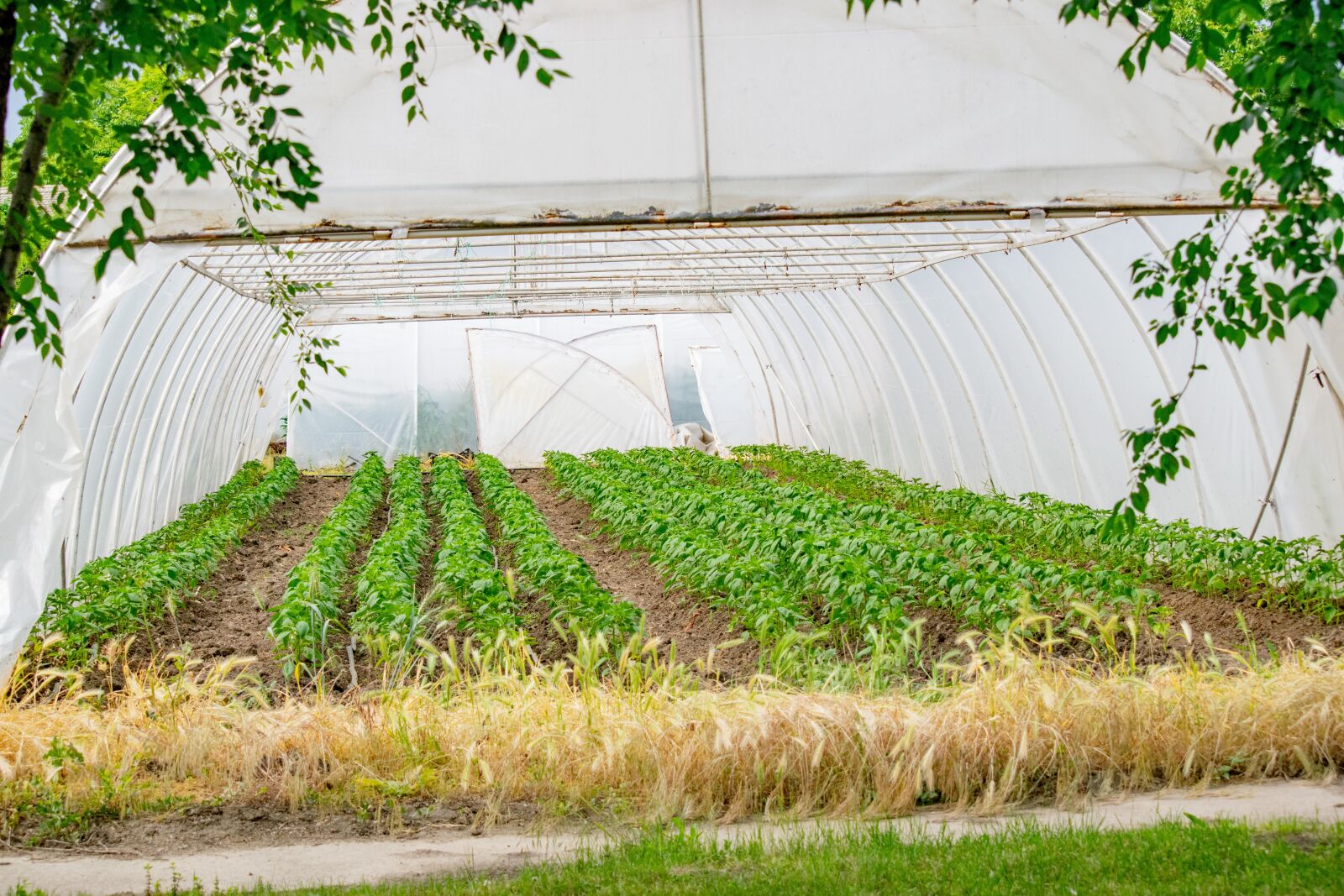 Nikon D3300 sample photo. Warm bed, seedling, agriculture photography