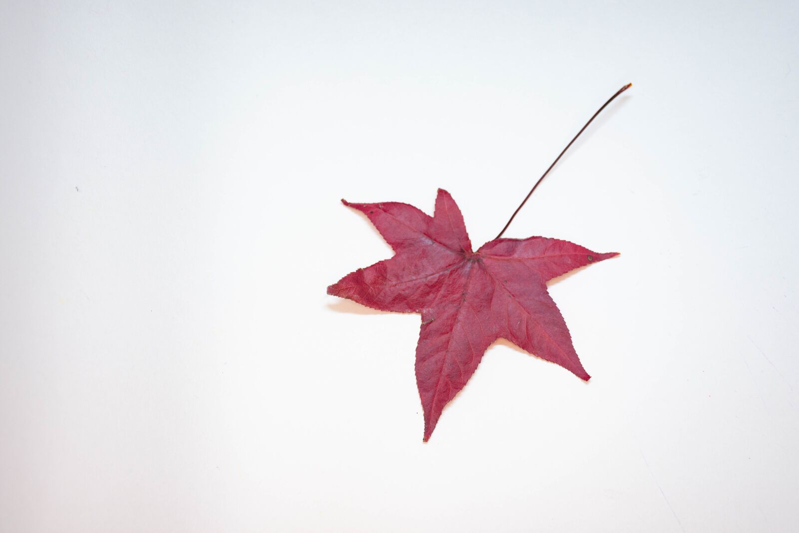 Nikon D7200 sample photo. Pencils, leaves, floral photography