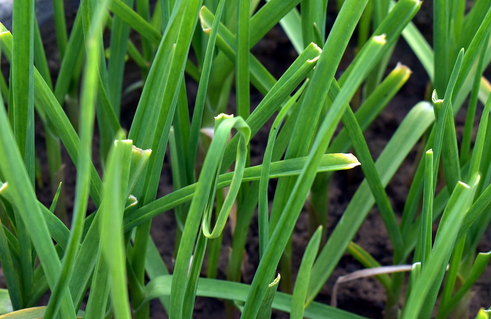 Nikon D5600 sample photo. Garlic grass, allium canadense photography