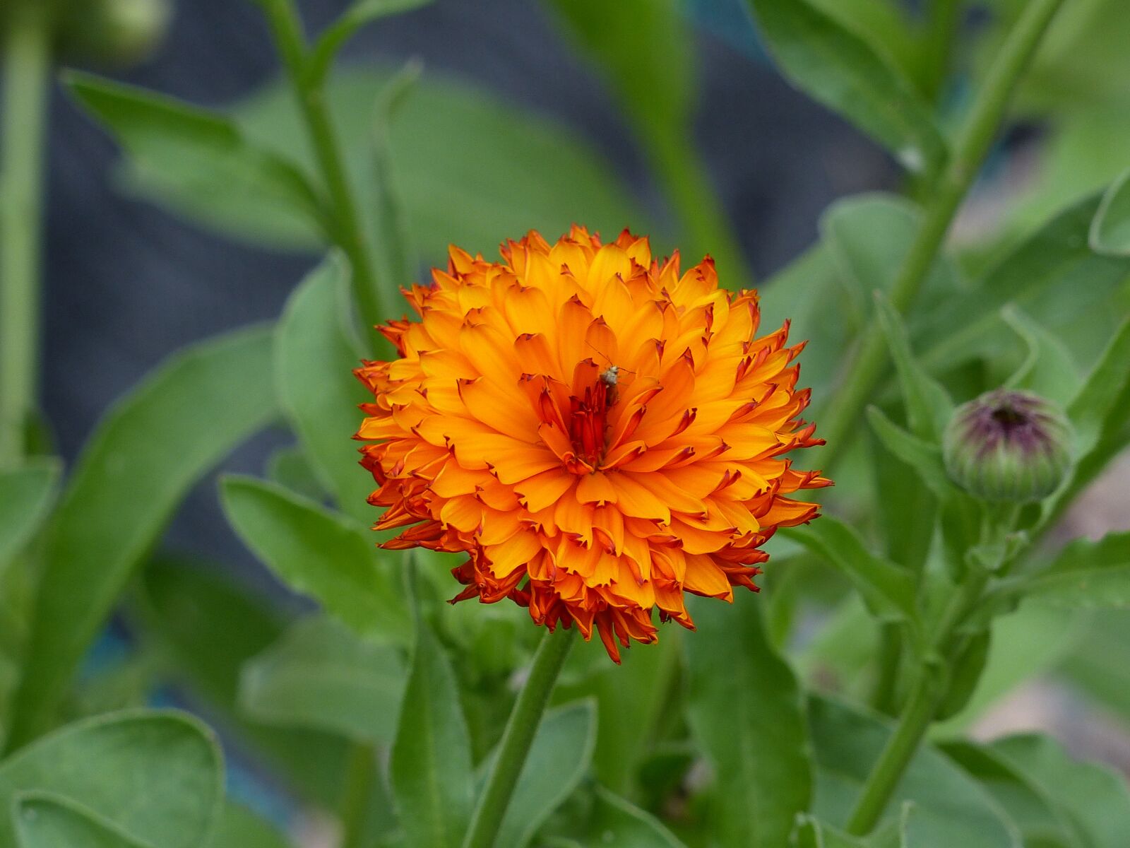 Panasonic Lumix DMC-FZ200 sample photo. Marigold, orange, flower photography