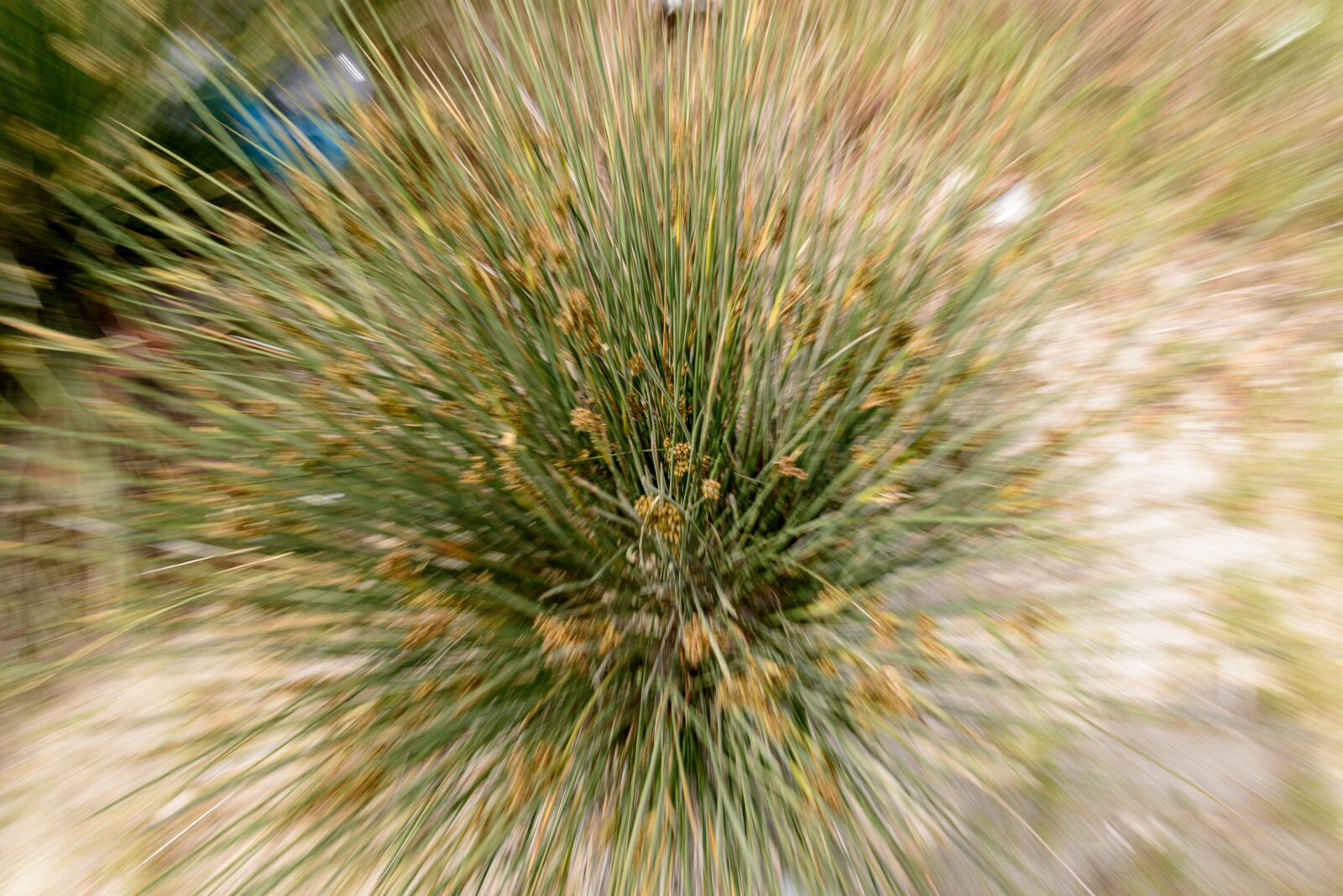 Nikon D750 sample photo. Flowers, faros, greece photography