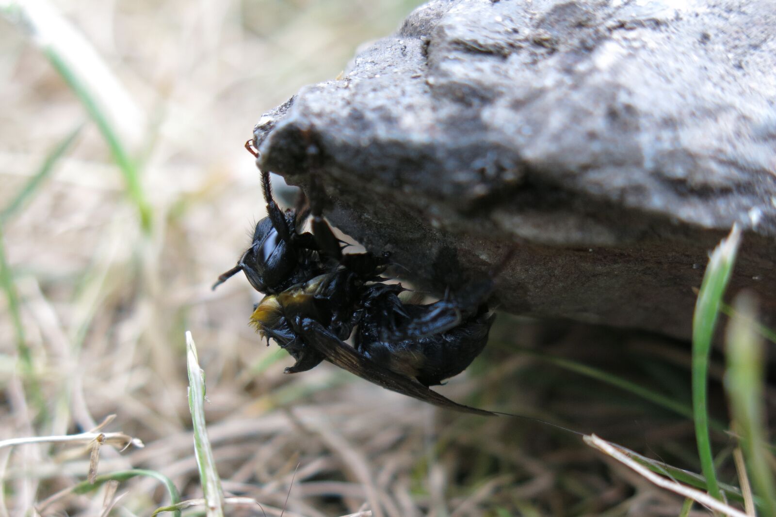 Canon PowerShot G15 sample photo. Hummel, last force, wet photography