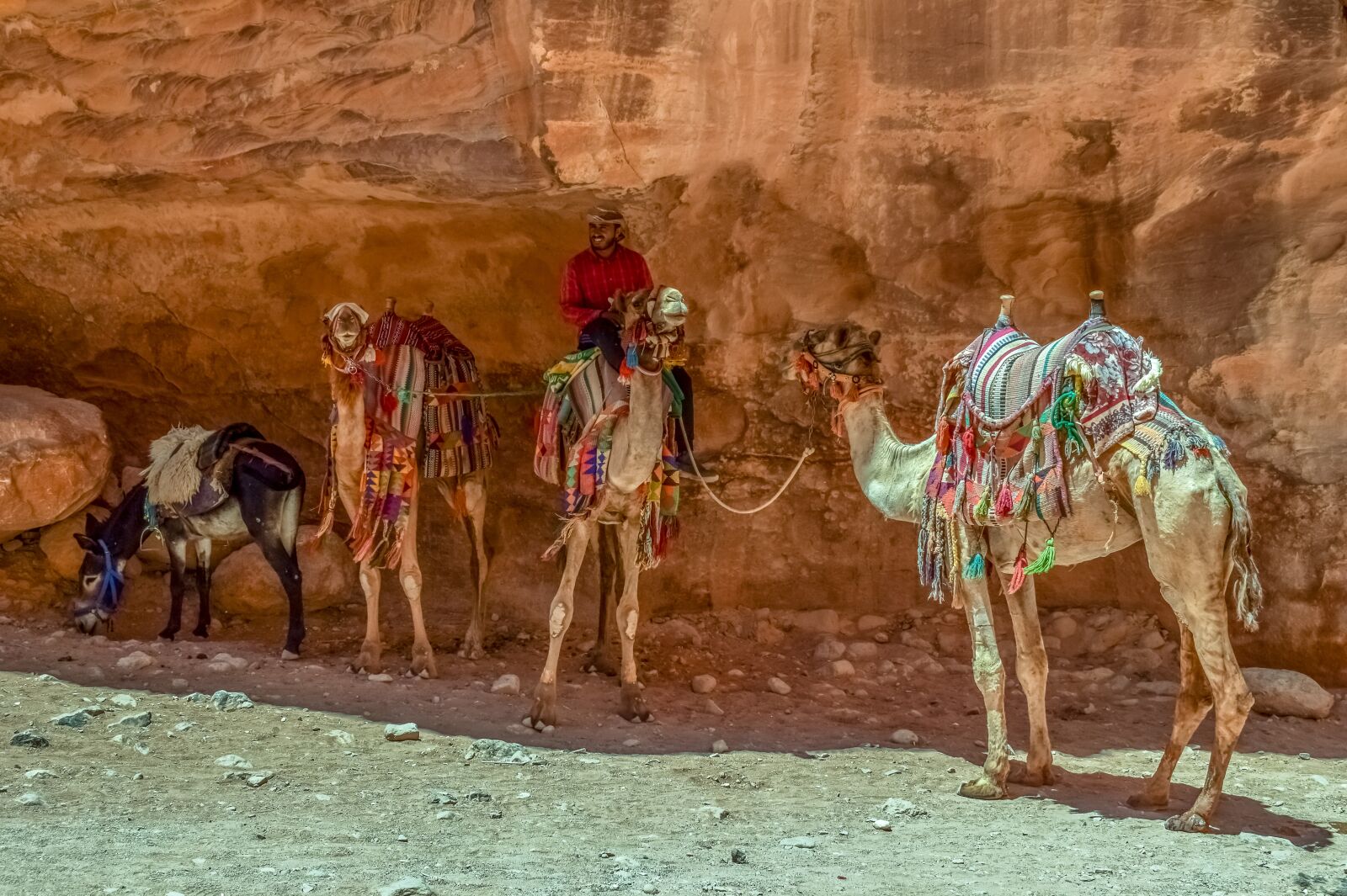 Nikon D3300 sample photo. Camels, donkey, camelliers photography