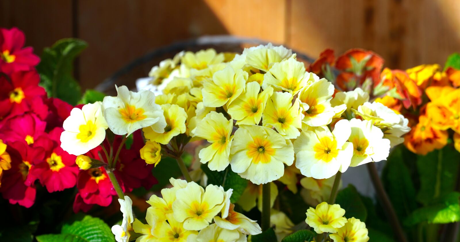 Sony E PZ 18-105mm F4 G OSS sample photo. Primroses, flowers, blossom photography