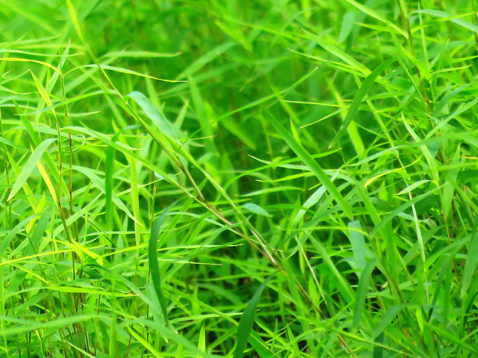Canon PowerShot SX60 HS sample photo. Background, green grass, green photography