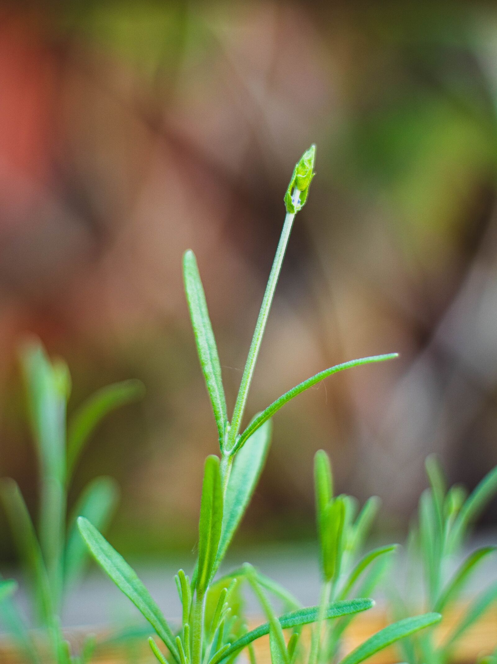 Canon EOS 1300D (EOS Rebel T6 / EOS Kiss X80) sample photo. Lavender, bokeh, plant photography