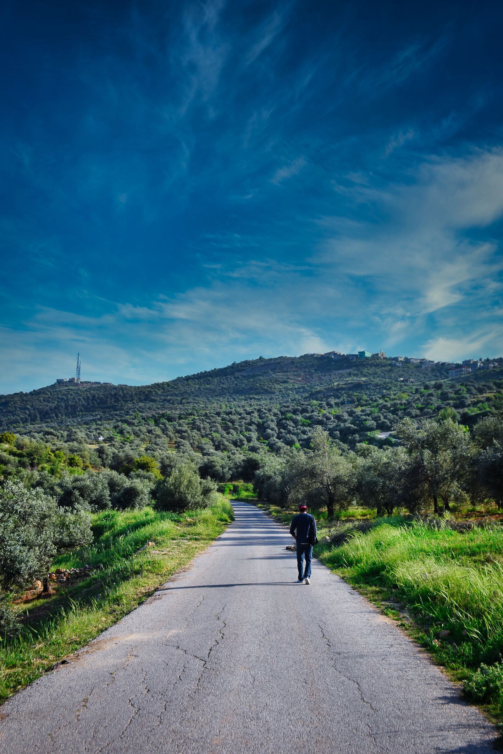 Nikon D7200 sample photo. Jerash, jordan, trees photography
