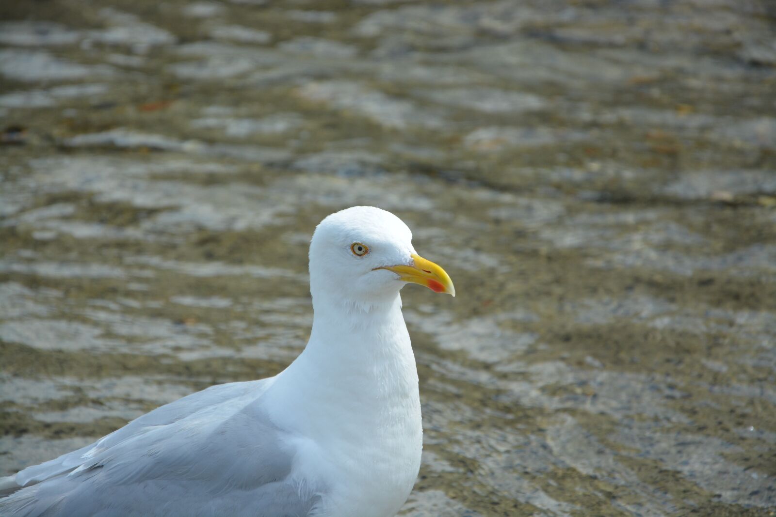 Nikon D5200 sample photo. Gull, profile, head photography