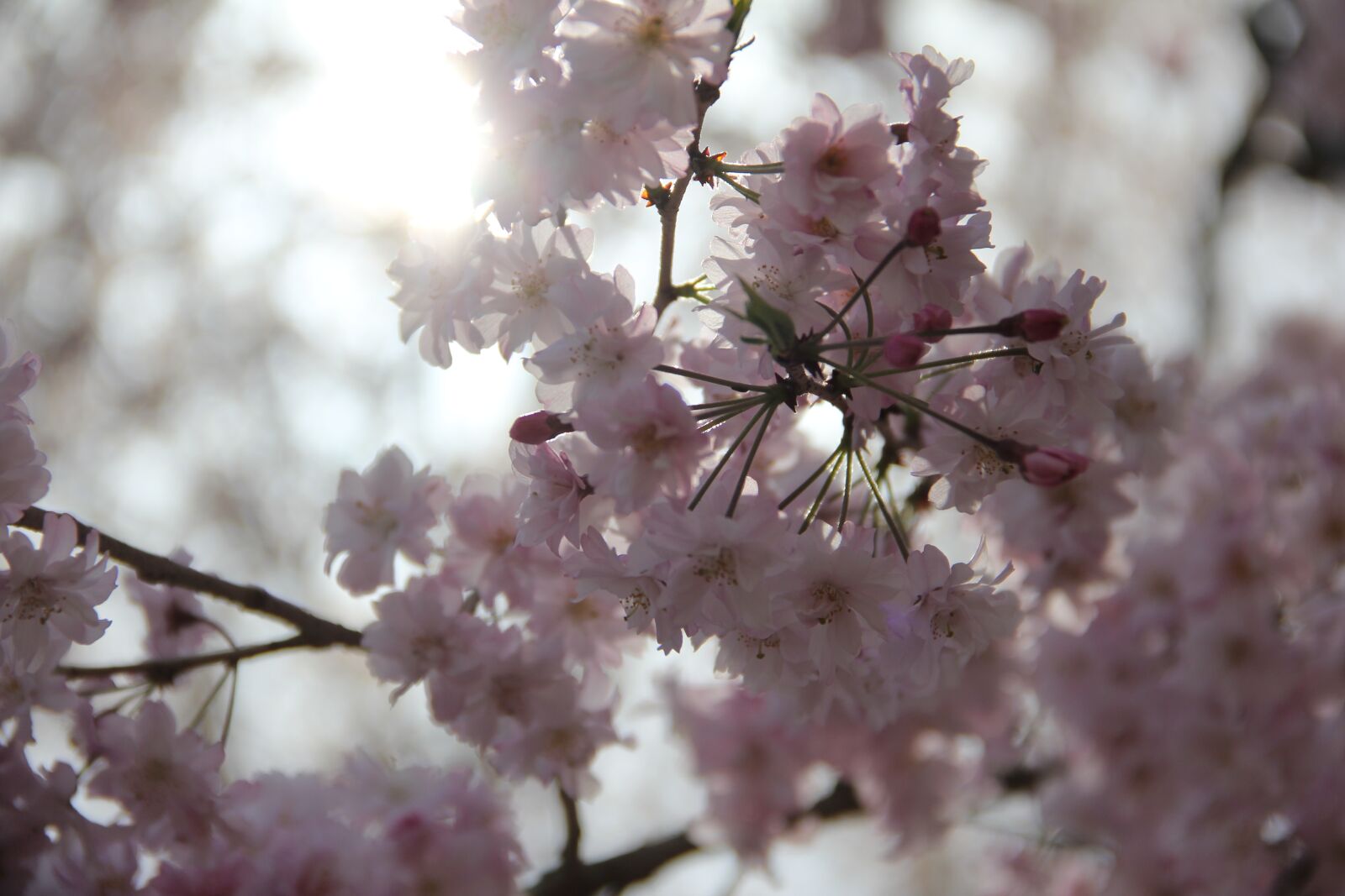 Canon EOS 60D sample photo. Cherry, flower, tree photography