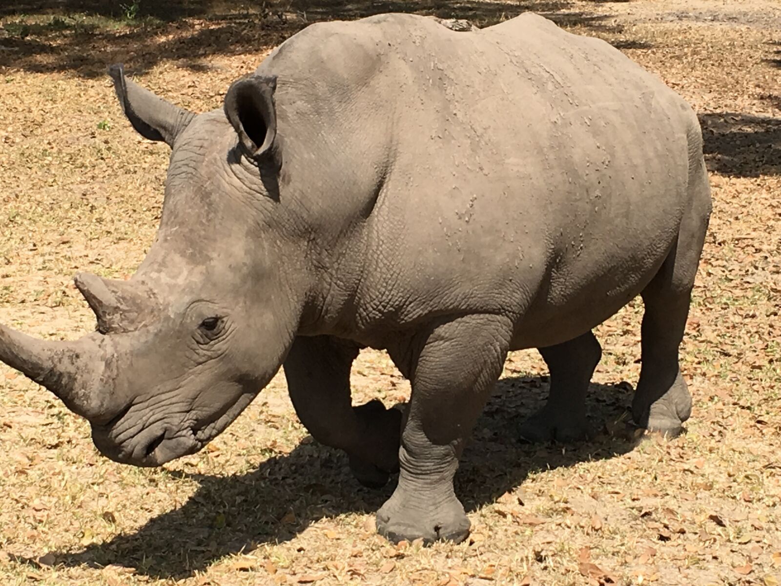 Apple iPhone 6s sample photo. Rhino, africa, animals photography
