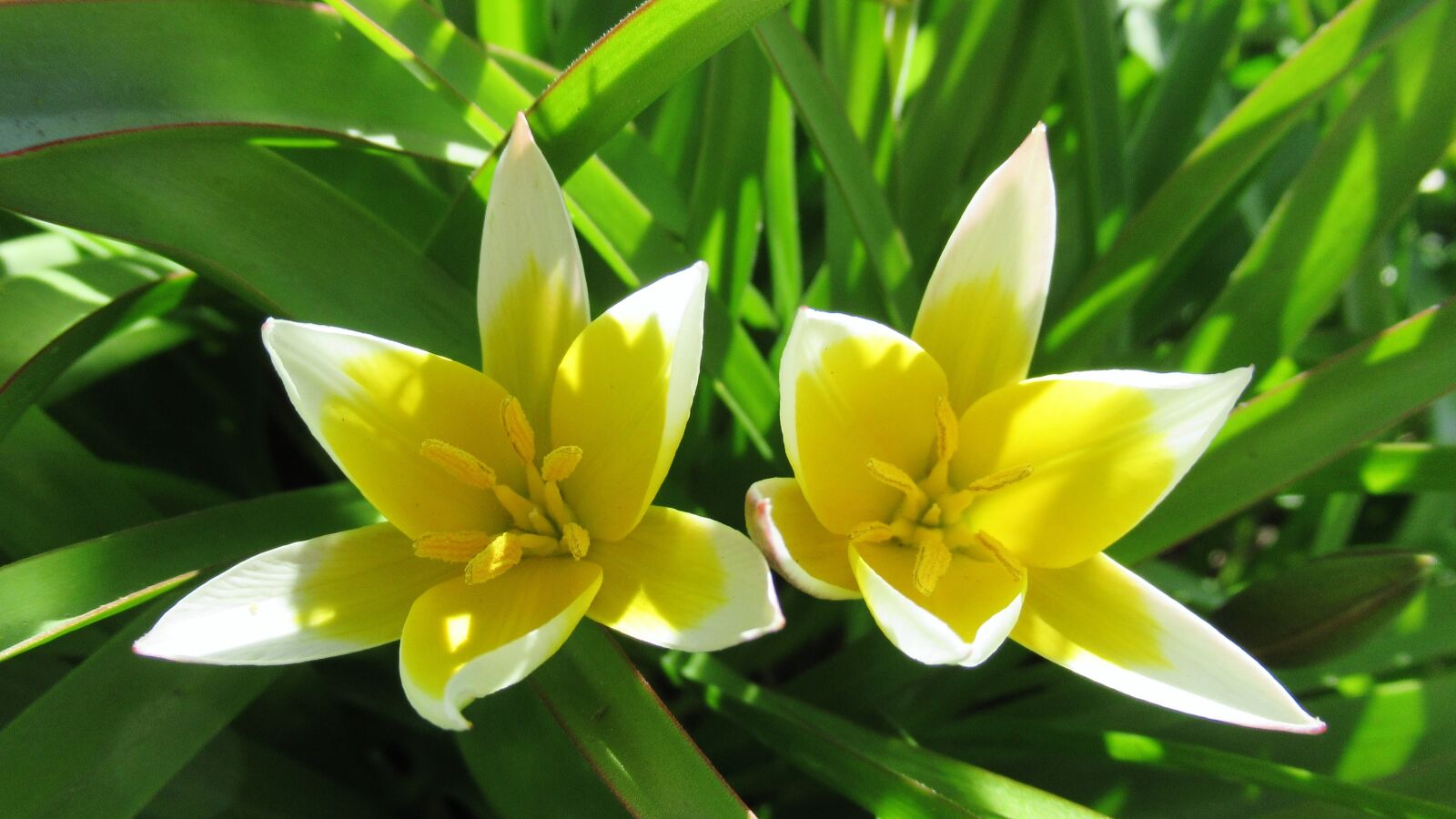 Canon PowerShot SX620 HS sample photo. Yellow flowers, nature, flora photography
