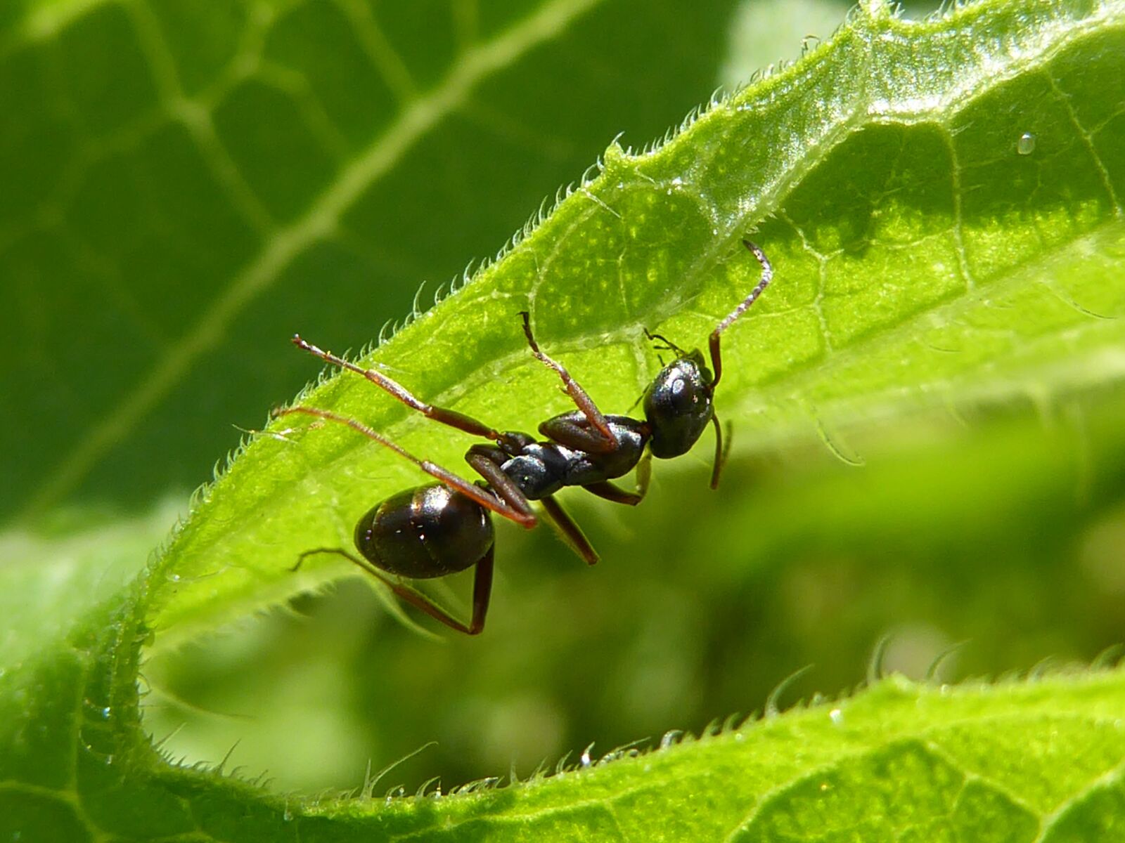 Panasonic DMC-TZ71 sample photo. Ant, leaf, insect photography