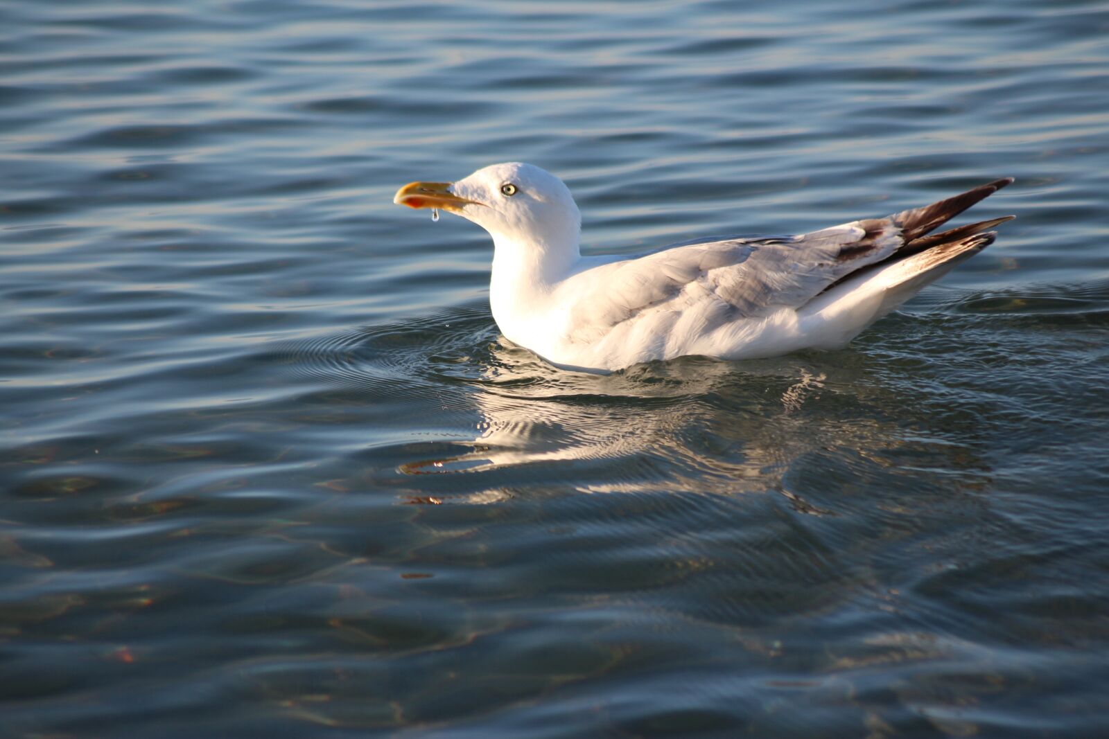 Canon EOS 650D (EOS Rebel T4i / EOS Kiss X6i) sample photo. Seagull, bird, blue photography