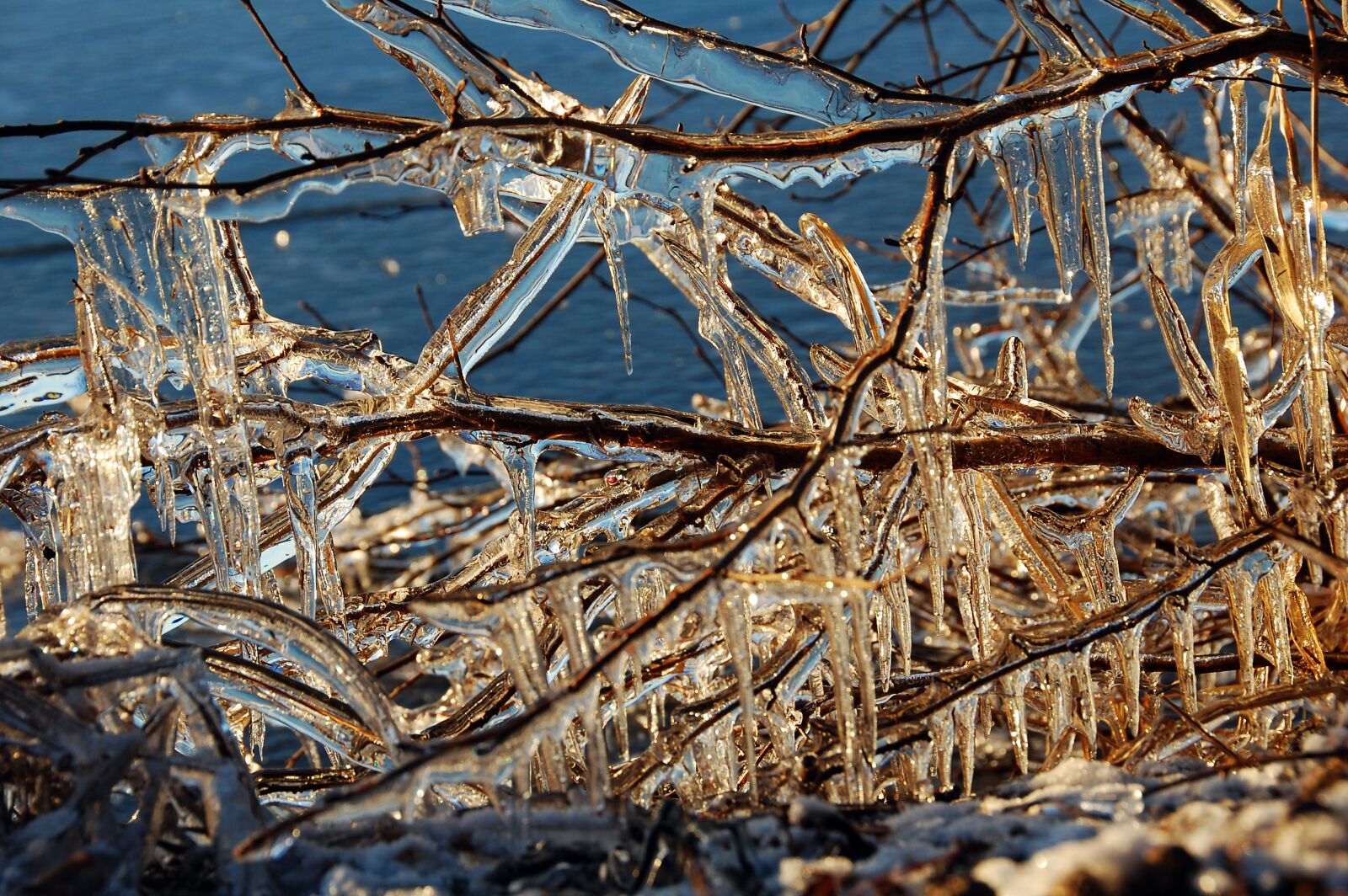 Nikon D40 sample photo. Ice, branches, winter photography