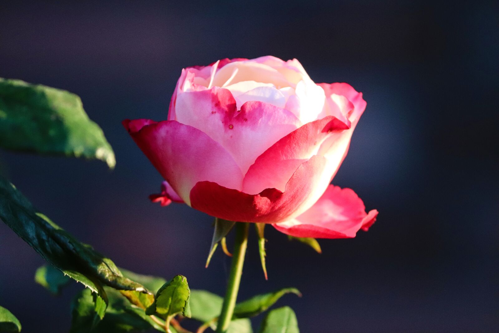 Canon EOS 200D (EOS Rebel SL2 / EOS Kiss X9) sample photo. Rose, pink, red photography