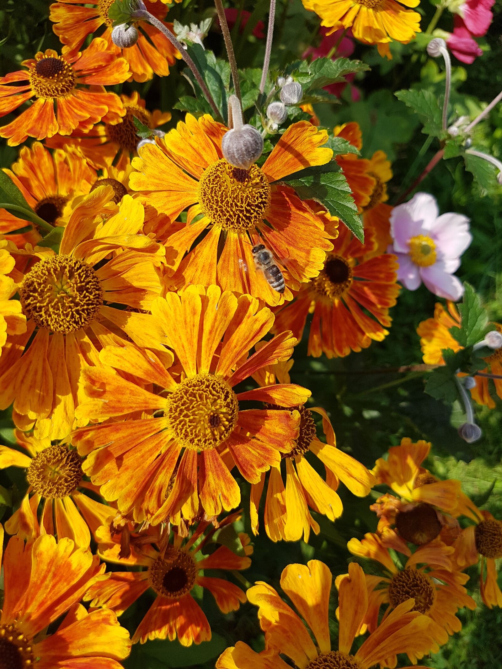 Samsung Galaxy S7 Edge sample photo. Blanket, gaillardia, summer photography