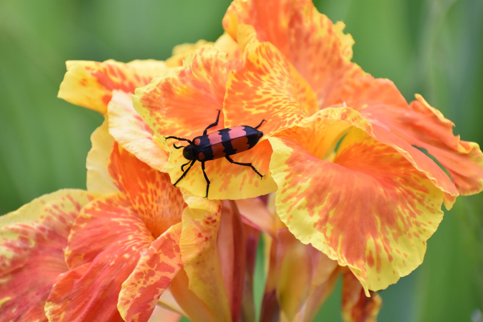 Nikon D5600 sample photo. Canna, beetle, flower photography