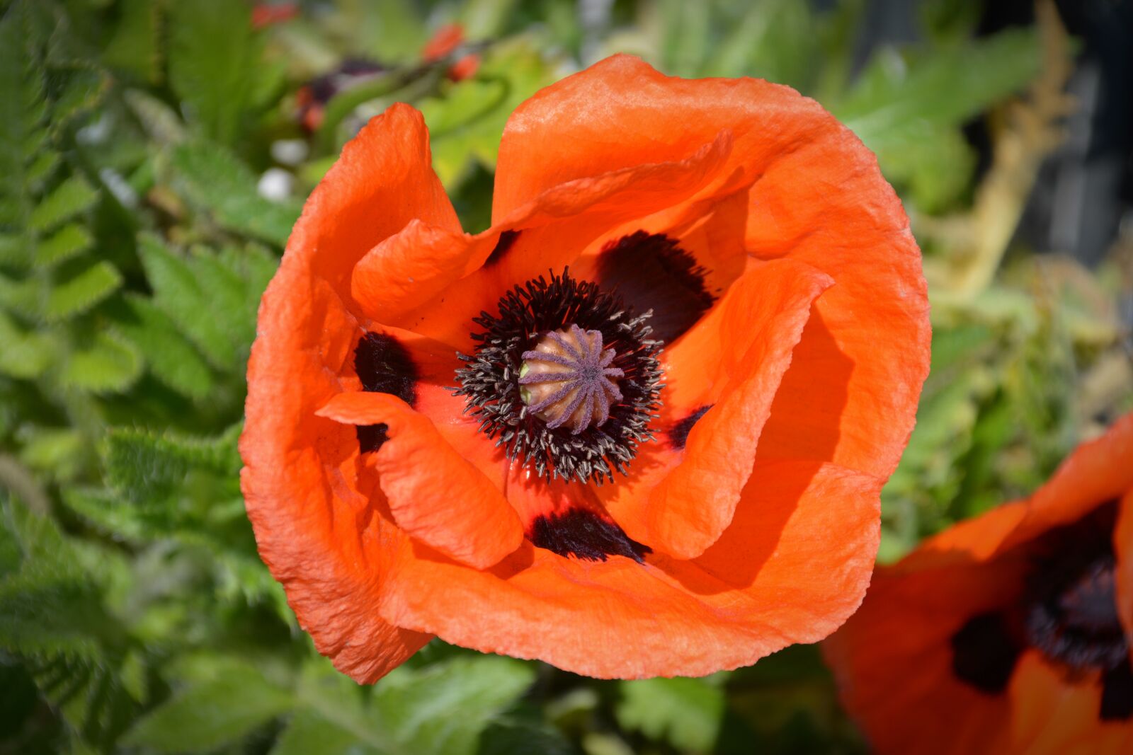 Nikon D5200 sample photo. Poppy, blossom, bloom photography