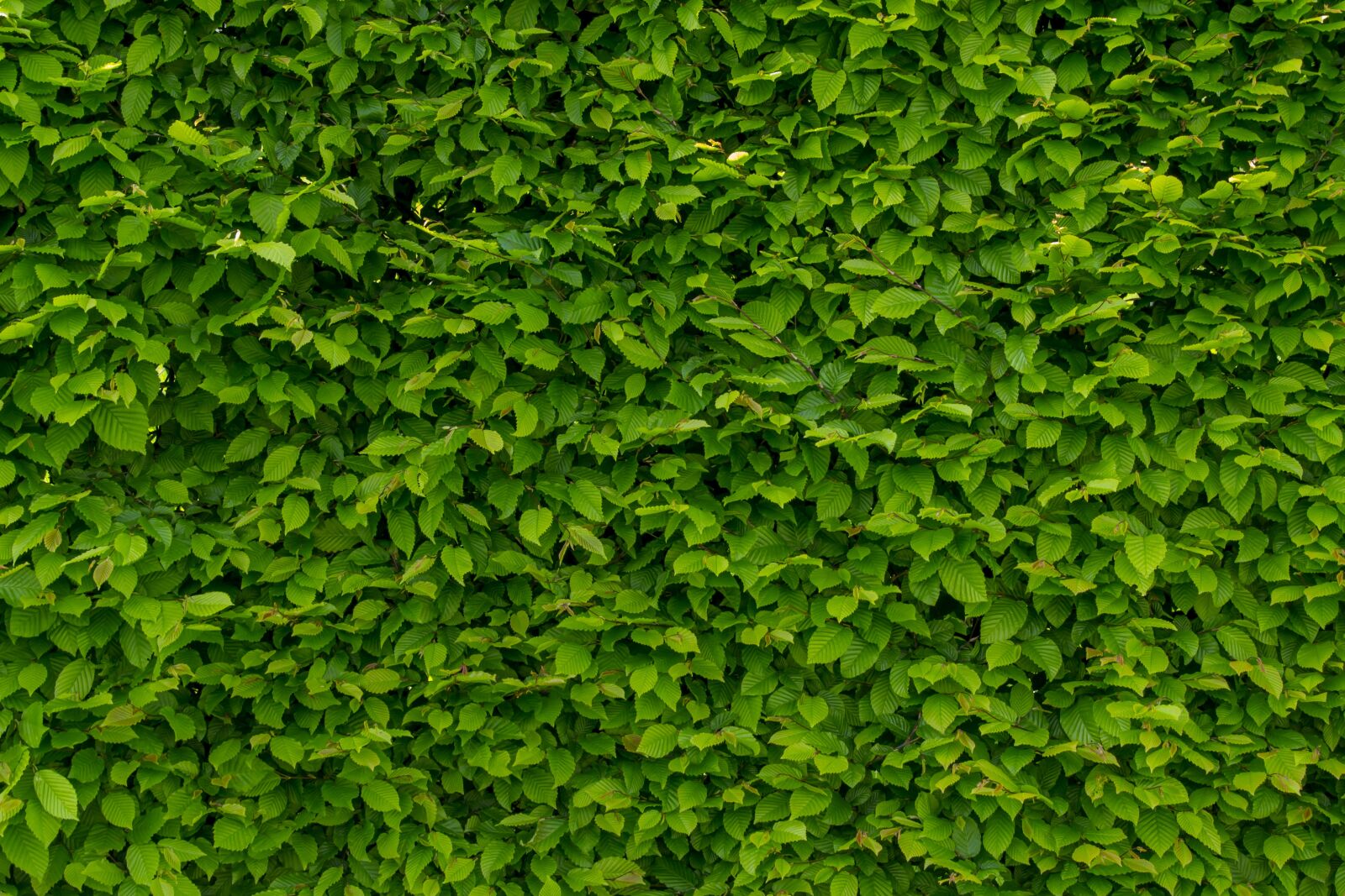 Nikon D3100 sample photo. Intense green wallpaper with photography
