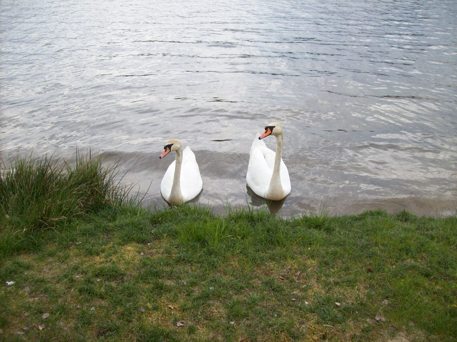 Kodak EASYSHARE C613 ZOOM DIGITAL CAMERA sample photo. A white swan, water photography